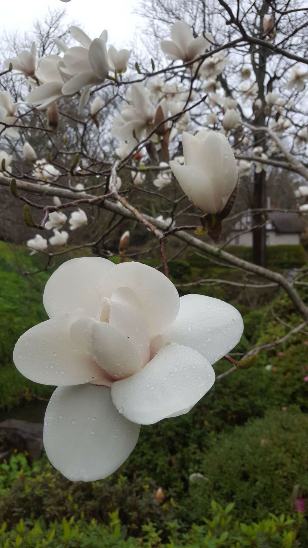 Magnolia 'David Clulow'