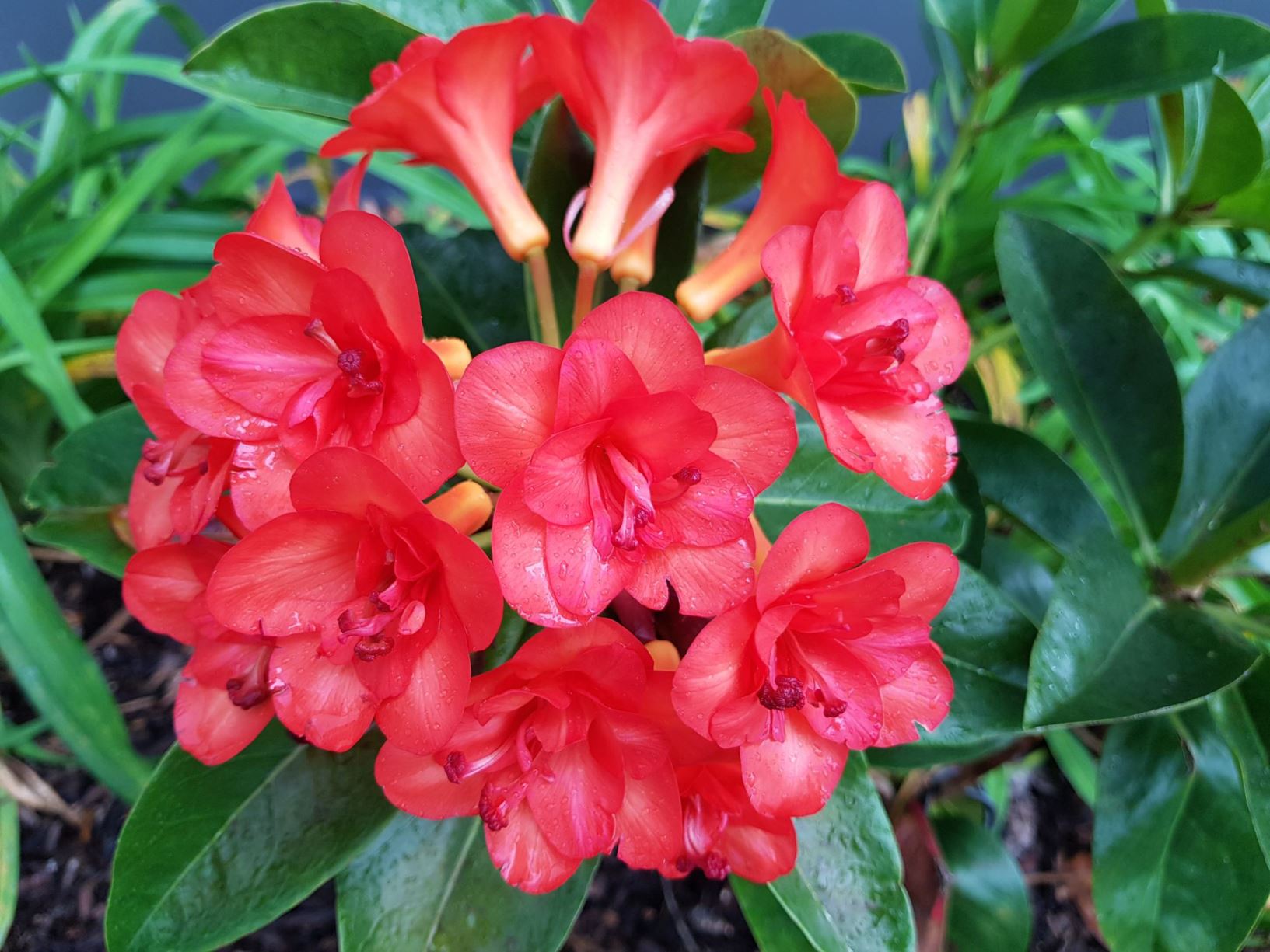 Rhododendron 'Java Rose' (Vireya)