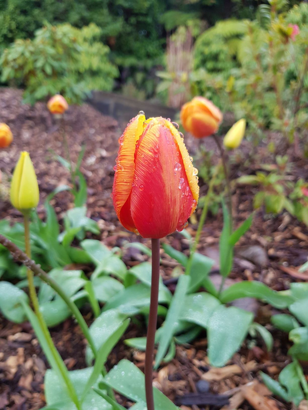 Tulipa 'Kees Nelis'