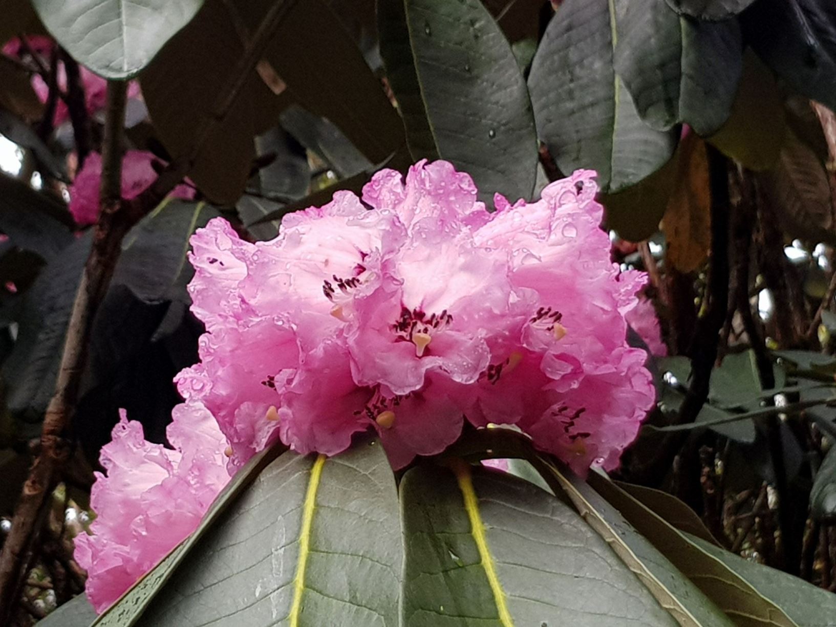 Rhododendron magnificum