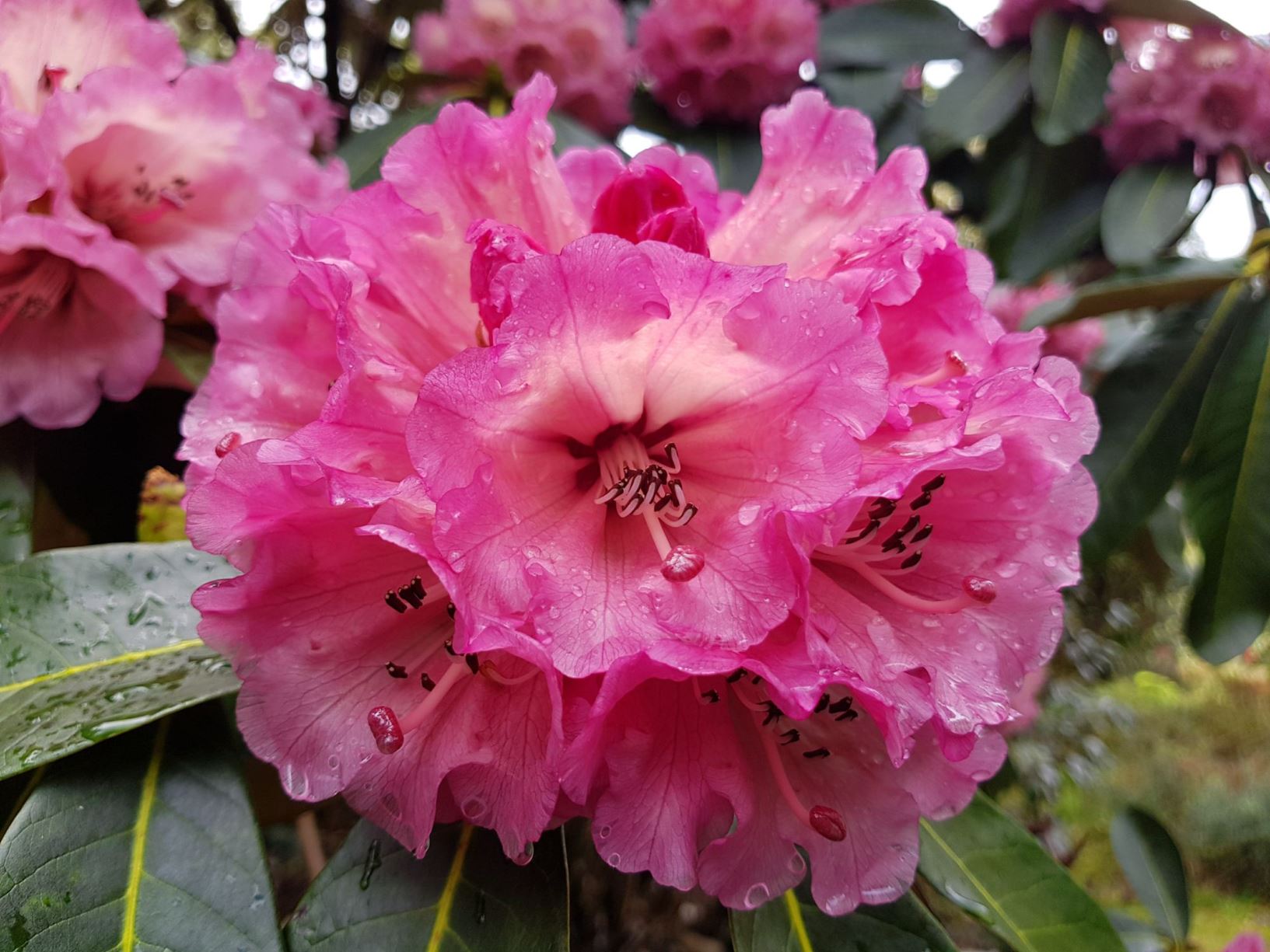 Rhododendron 'Jack Anderson'