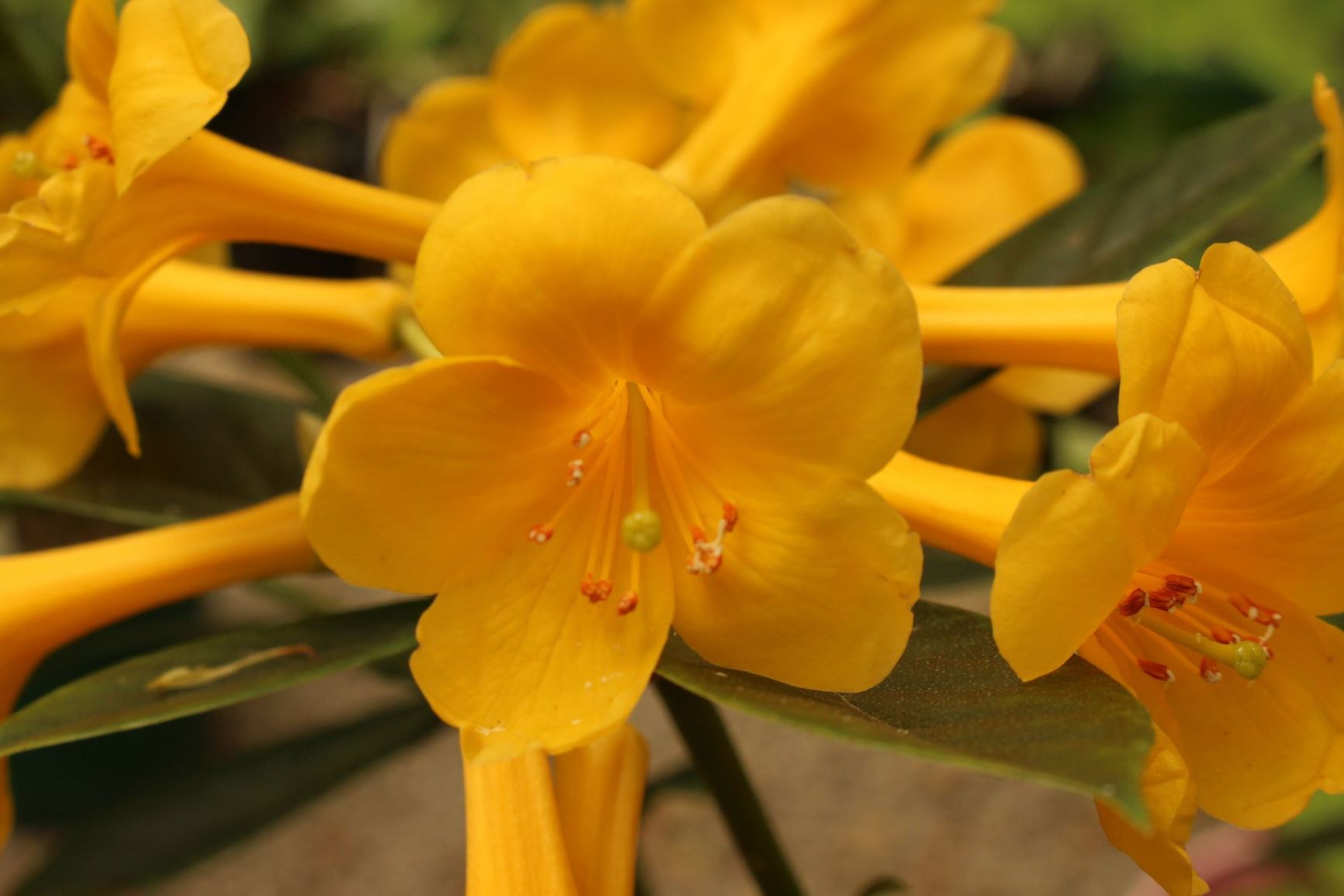Rhododendron 'Claire's Golden Glow' (Vireya)