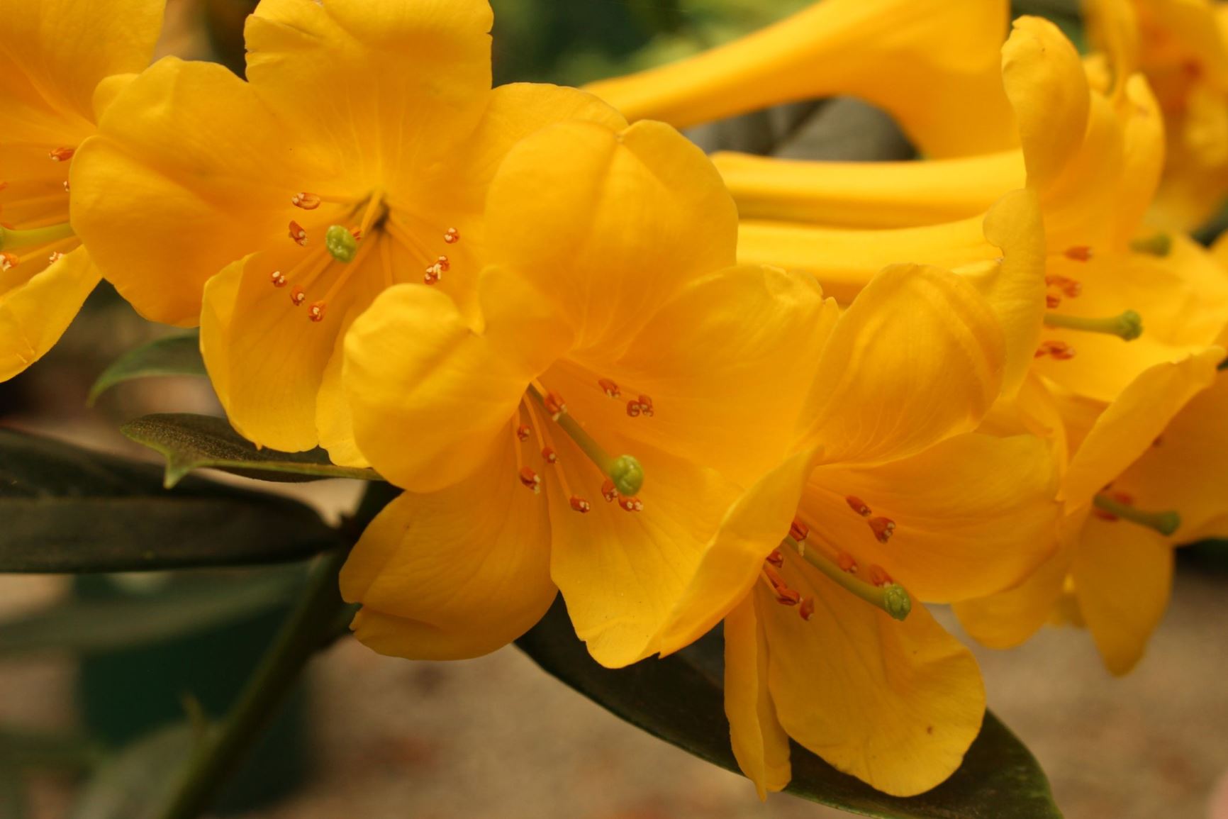 Rhododendron 'Super Duper' (Vireya) × R. 'Yellow Bunny' (Vireya)