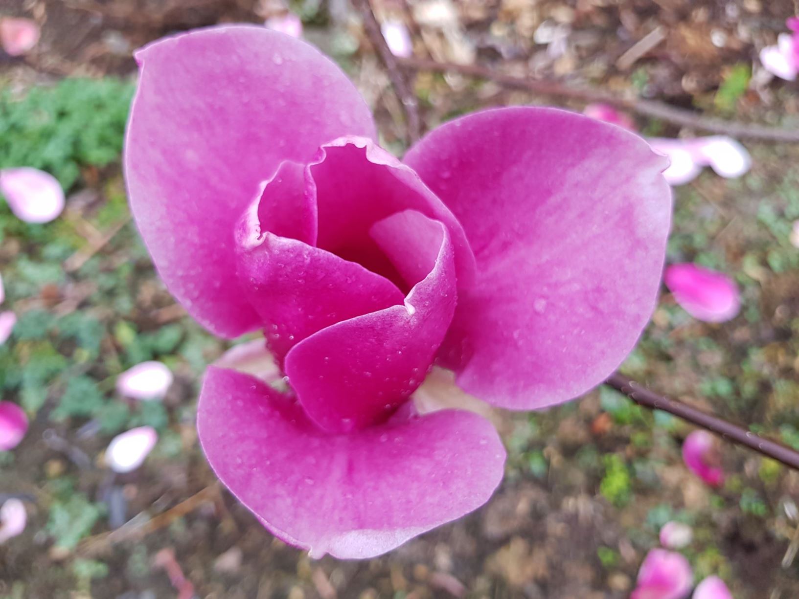 Magnolia 'Red As'