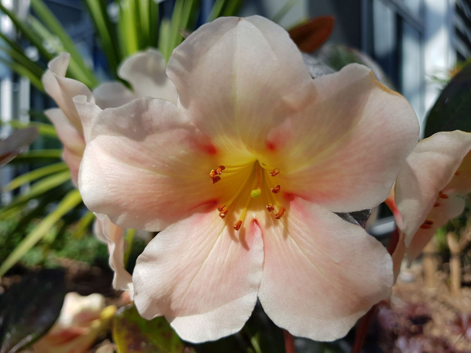 Rhododendron 'Vanilla Slice' (Vireya)