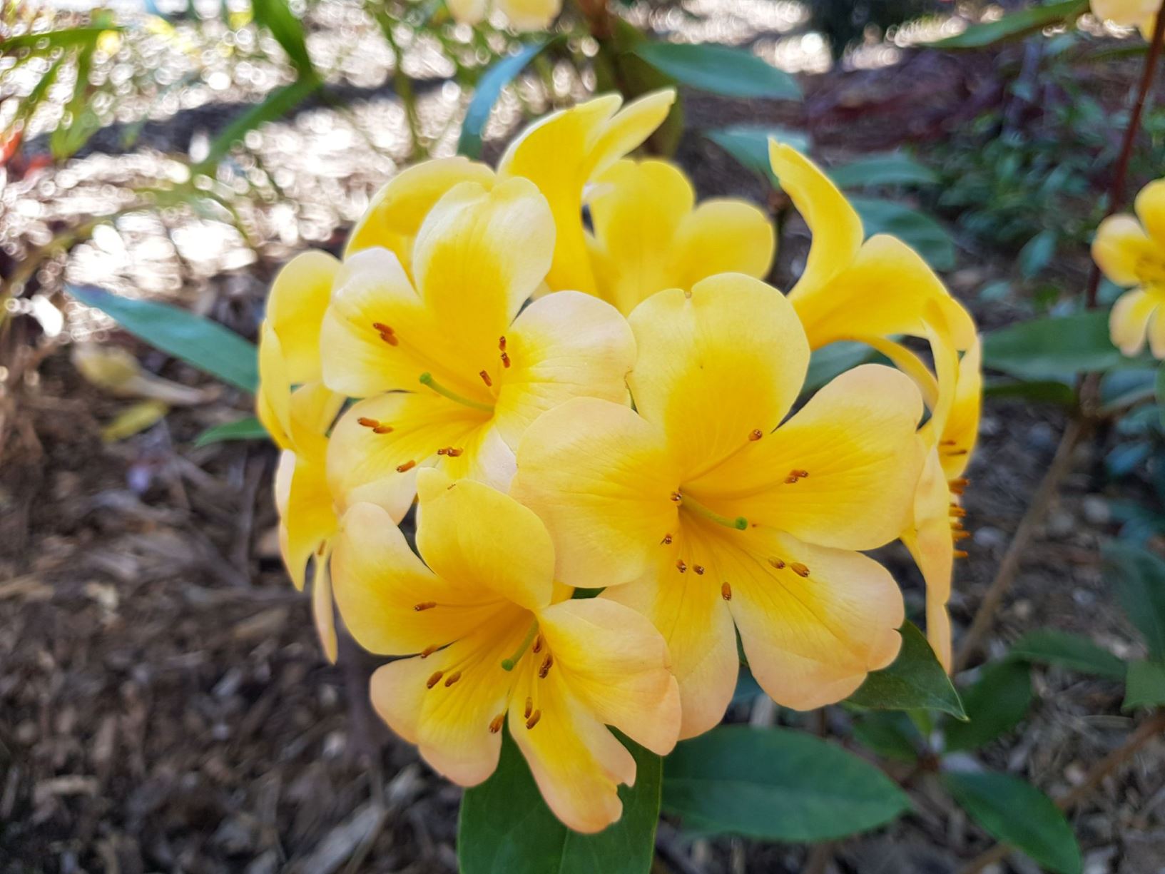 Rhododendron 'Gilded Sunrise' (Vireya)