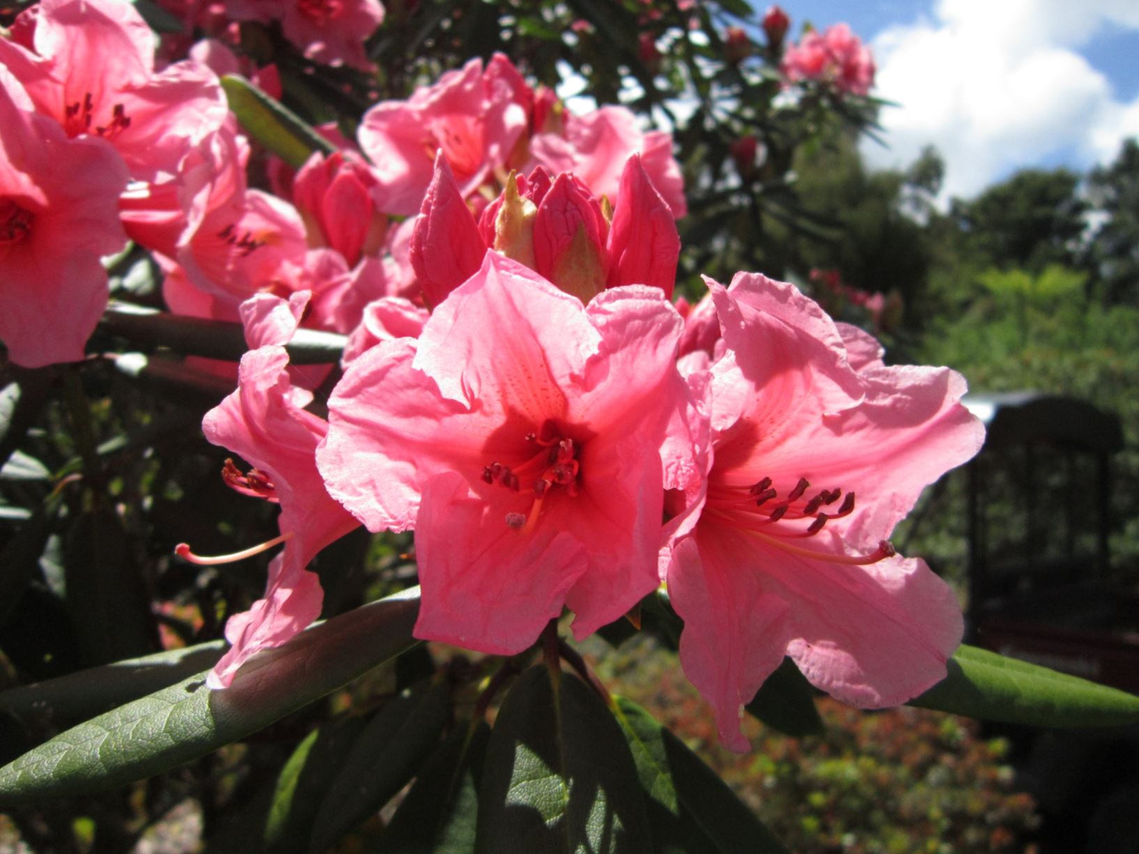 Rhododendron 'Fairy Light'