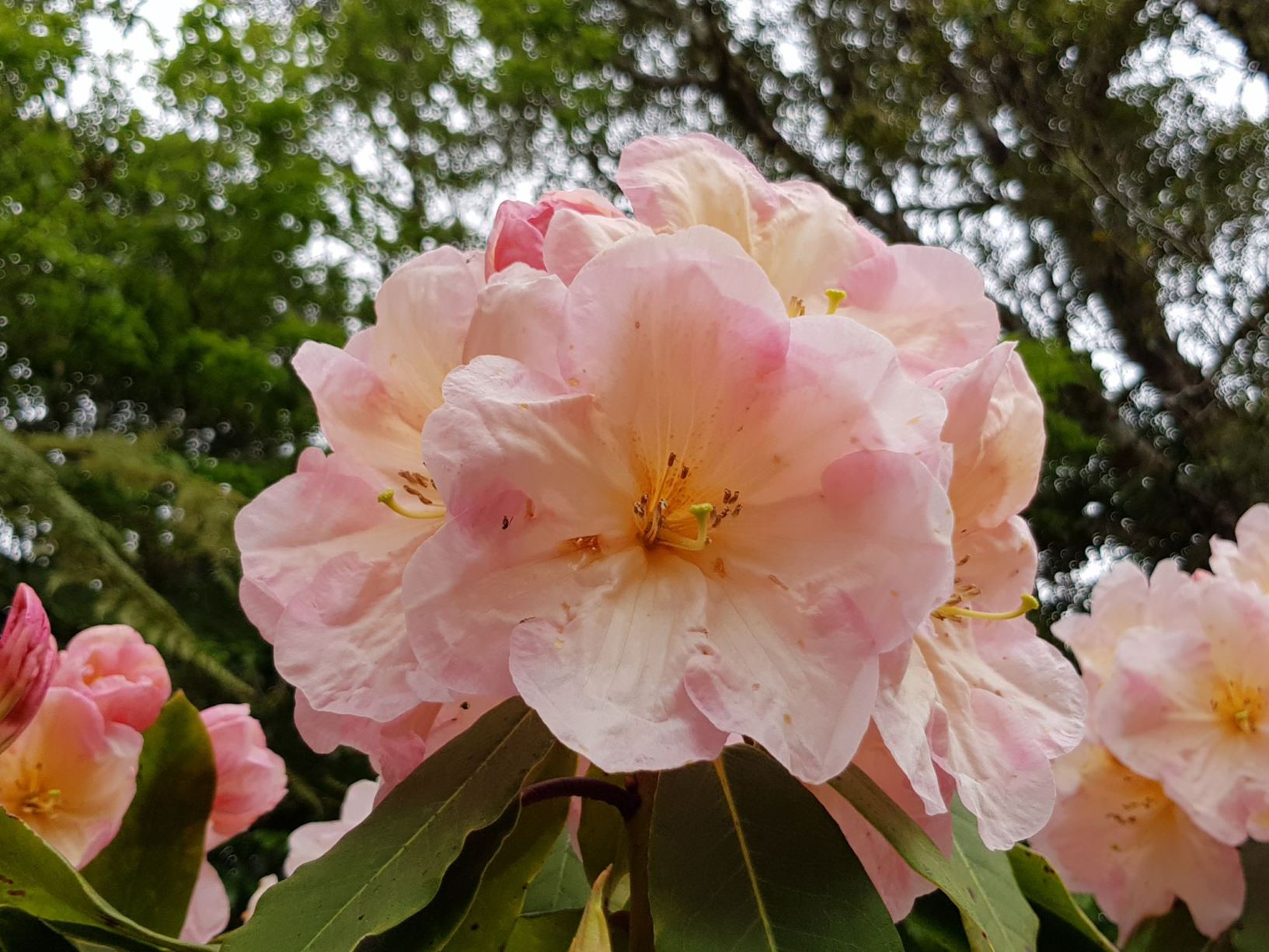 Rhododendron 'Ivan D. Wood'