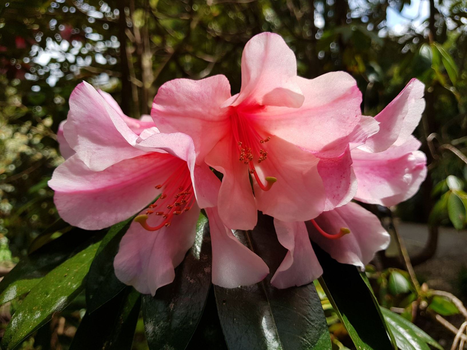 Rhododendron 'Bernice'