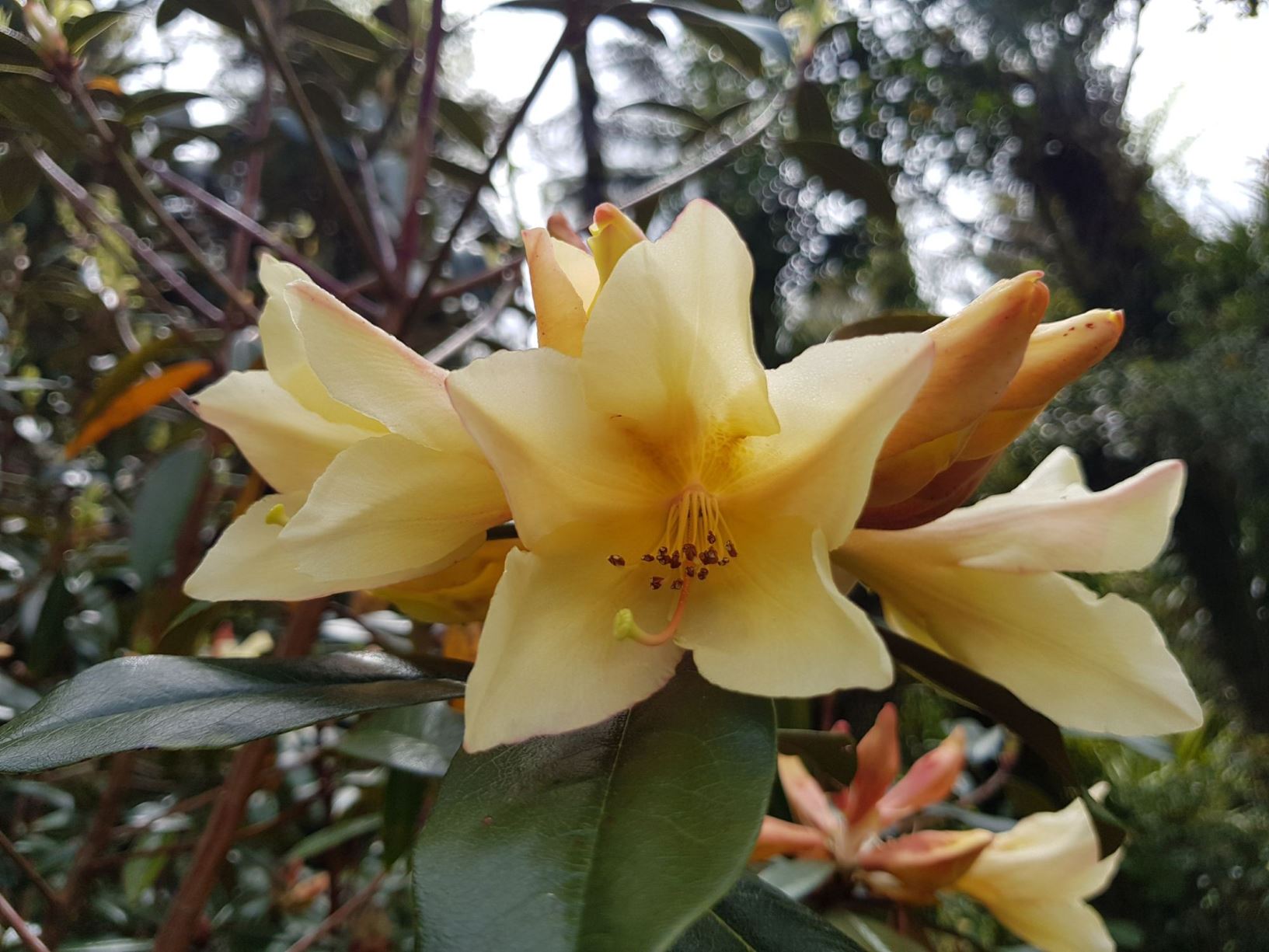 Rhododendron 'Felicity Fair'