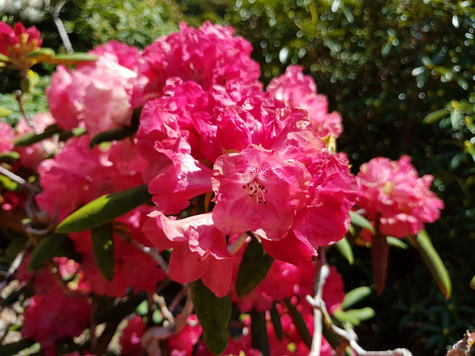Rhododendron degronianum subsp. yakushimanum ×