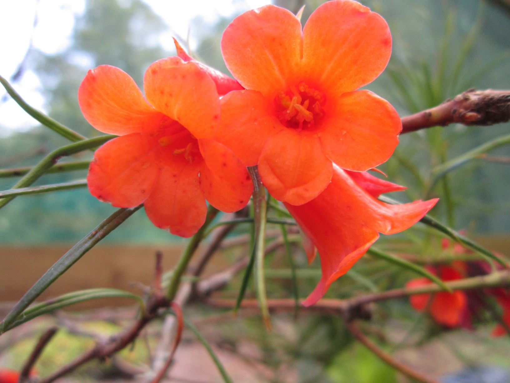 Rhododendron stenophyllum subsp. angustifolium (Vireya)