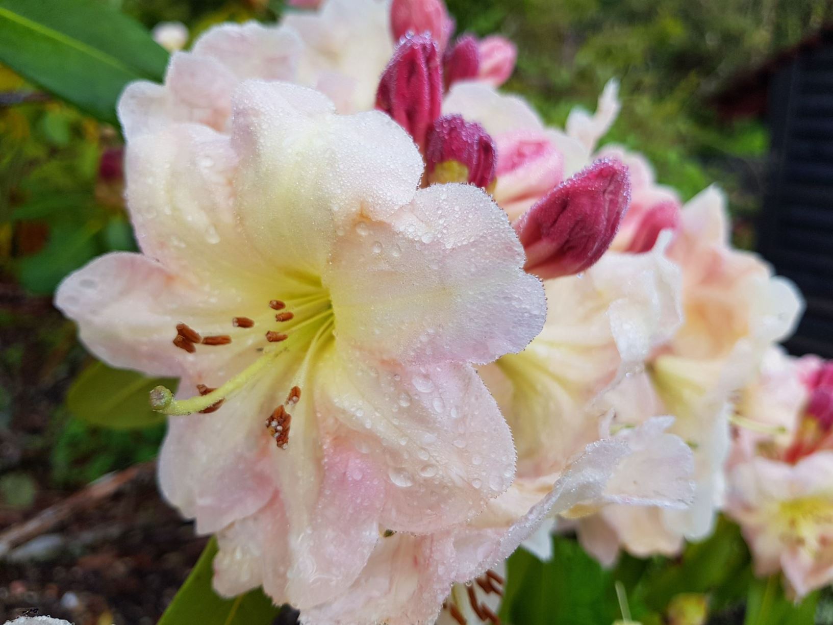 Rhododendron 'Glenfiddick'