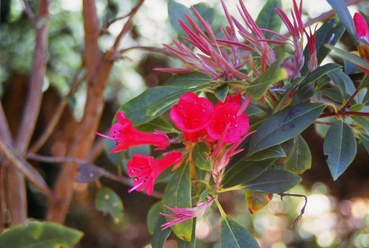 Rhododendron vialii