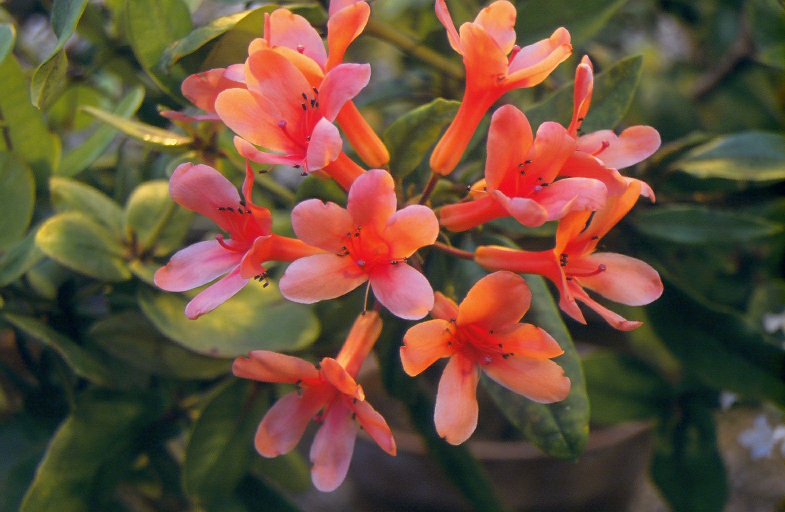 Rhododendron verticillatum (Vireya)