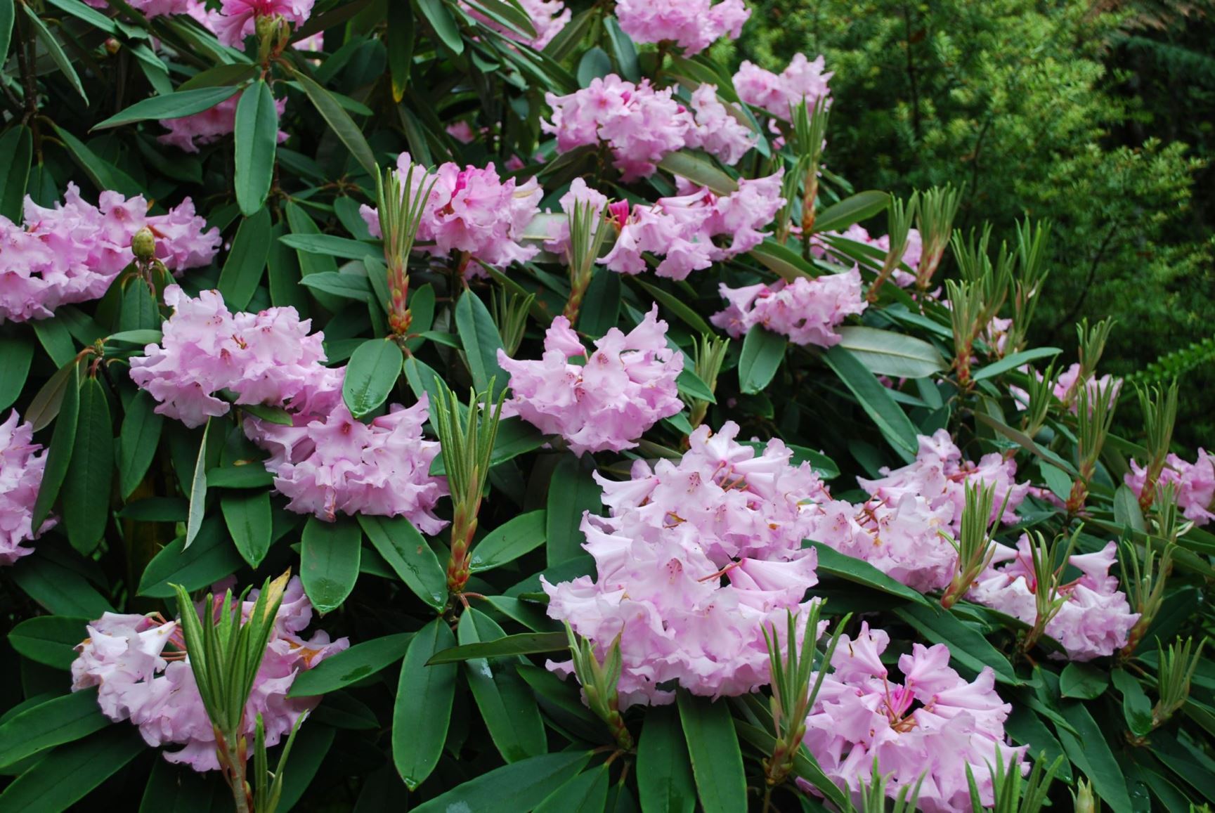 Rhododendron pingianum