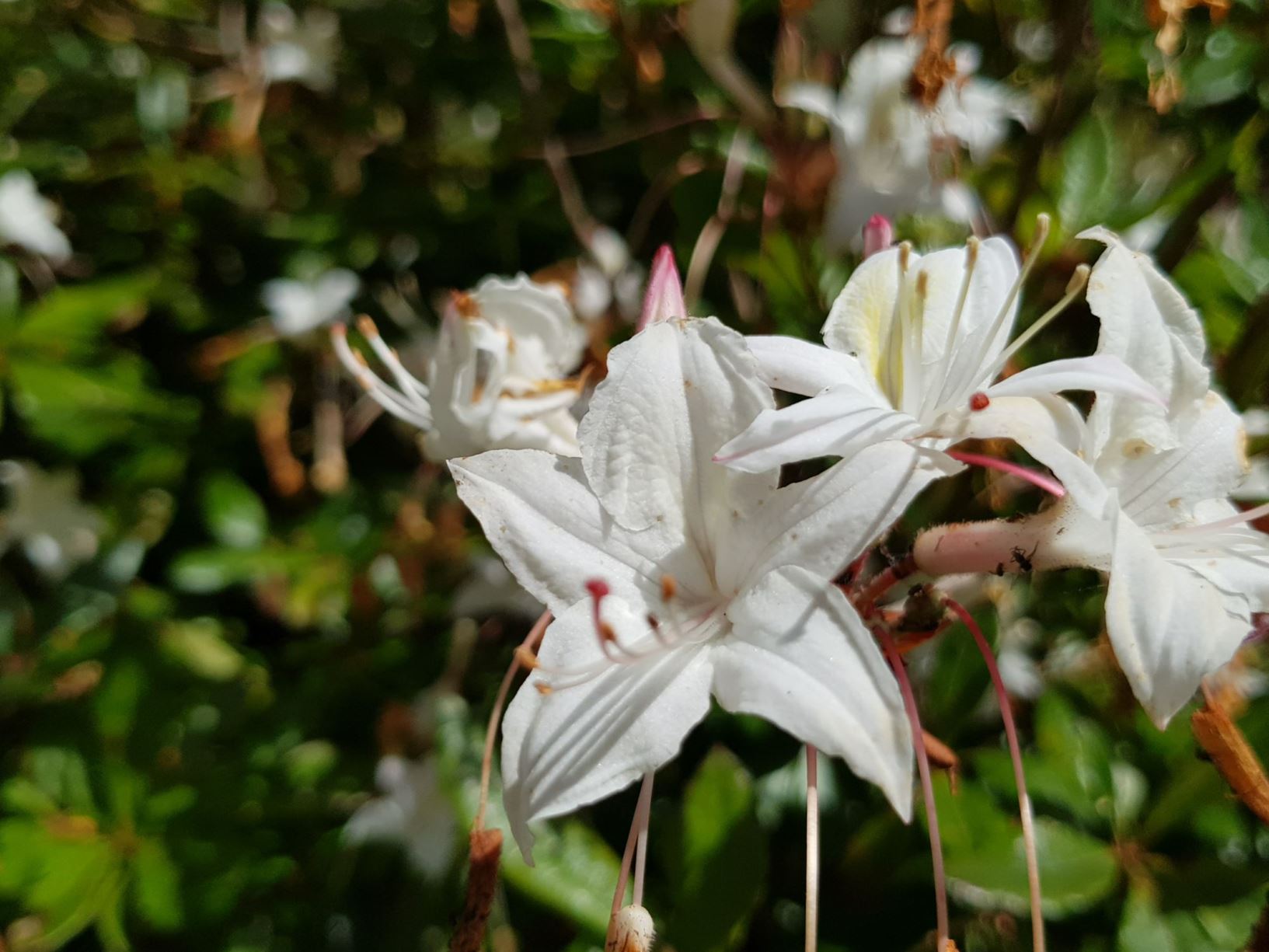 Rhododendron viscosum (Deciduous Azalea)