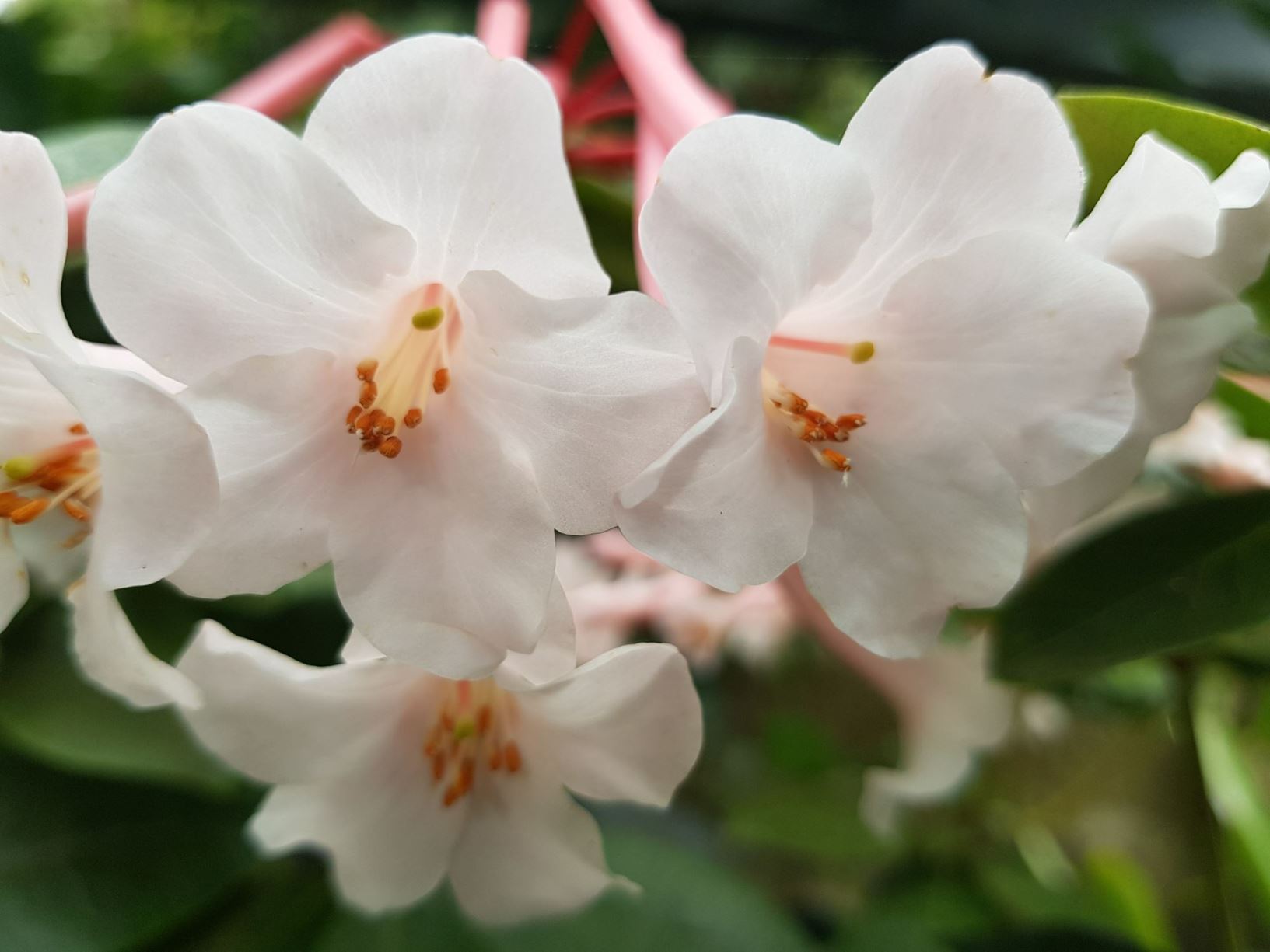 Rhododendron tuba (Vireya)