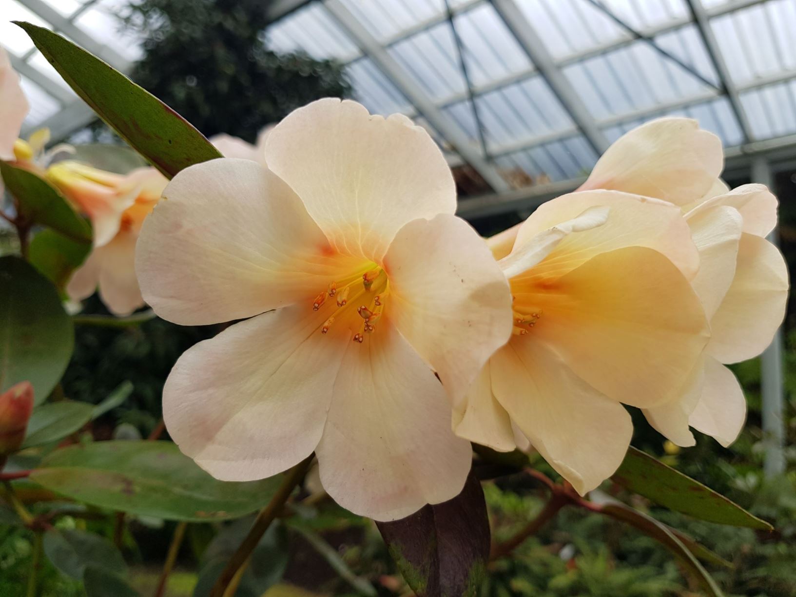 Rhododendron 'Pacific Pearl' (Vireya)