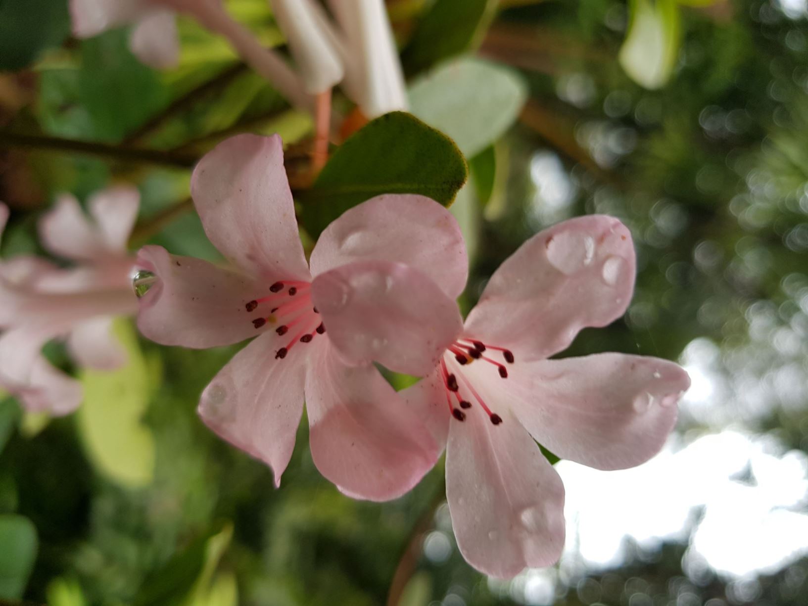 Rhododendron 'Pendance' (Vireya)