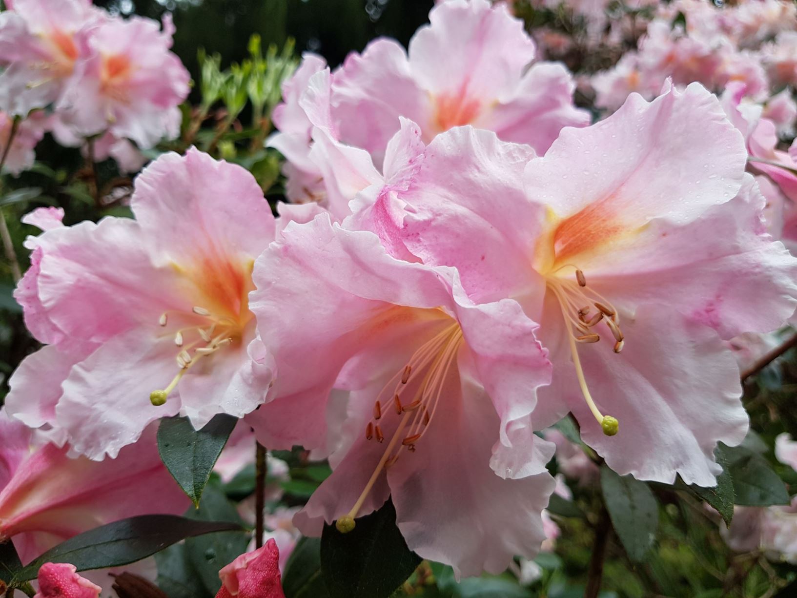 Rhododendron 'Anne Teese'