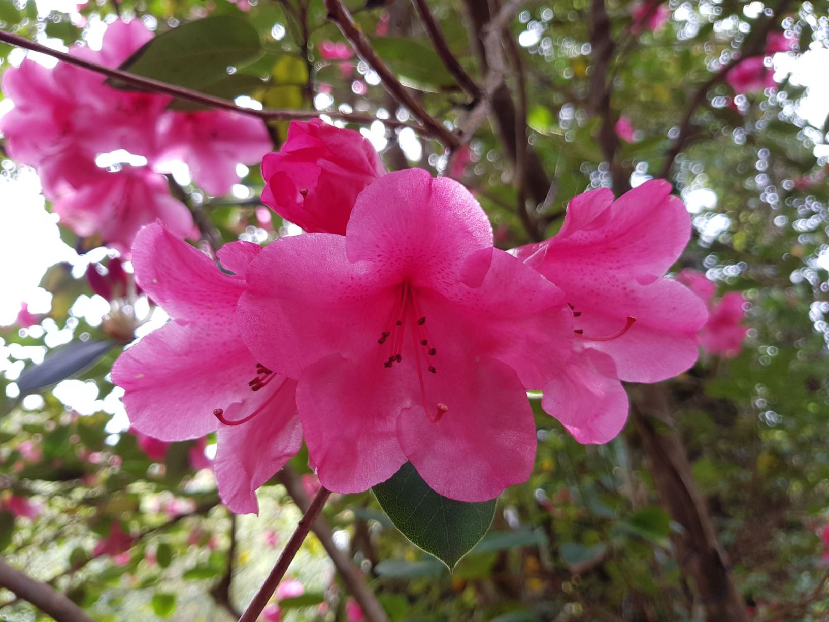 Rhododendron 'Jock Bonny Bell'