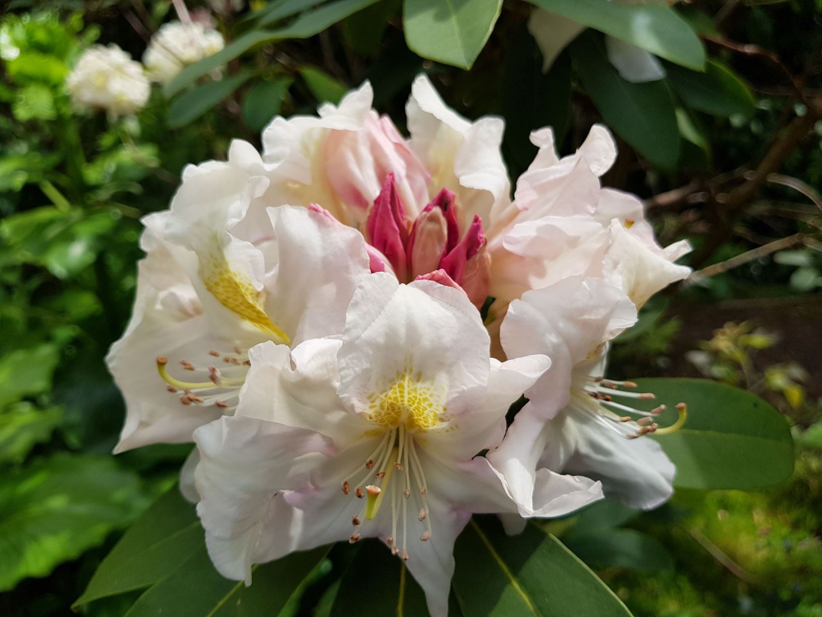 Rhododendron 'King's Milkmaid'