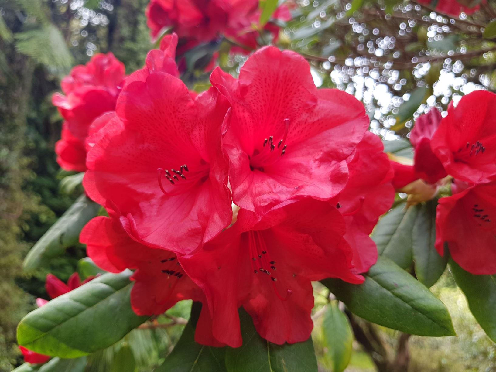 Rhododendron 'Ivanhoe'