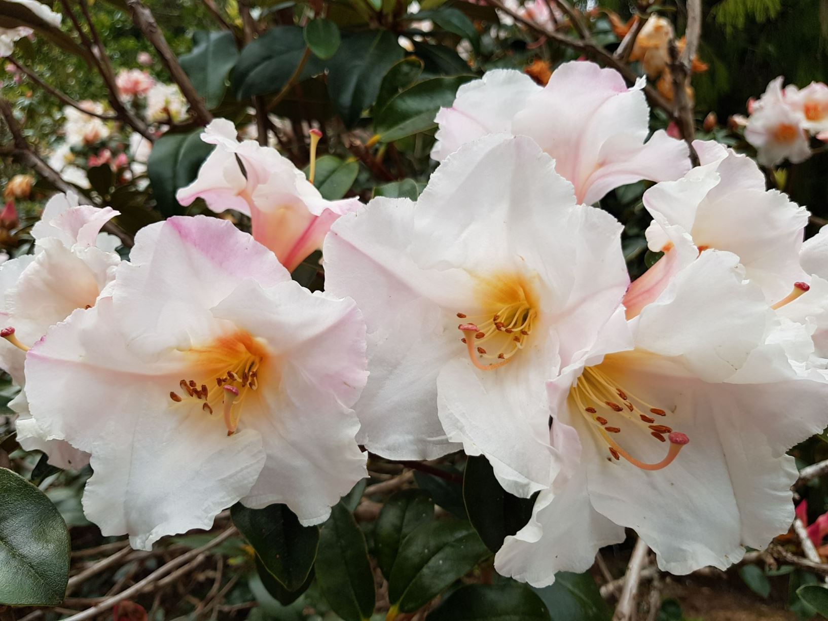 Rhododendron 'Floral Gift'