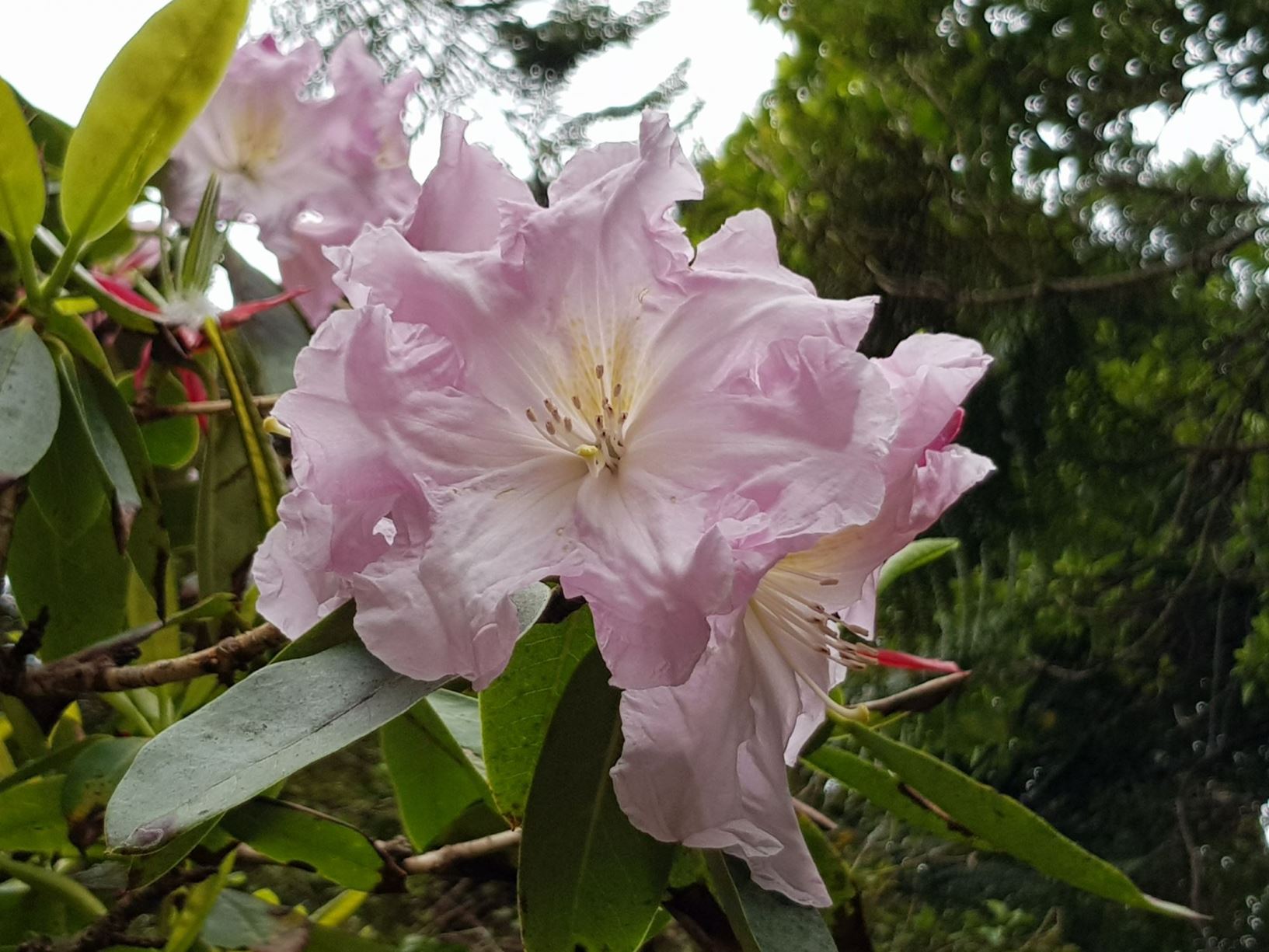 Rhododendron 'Vandec'