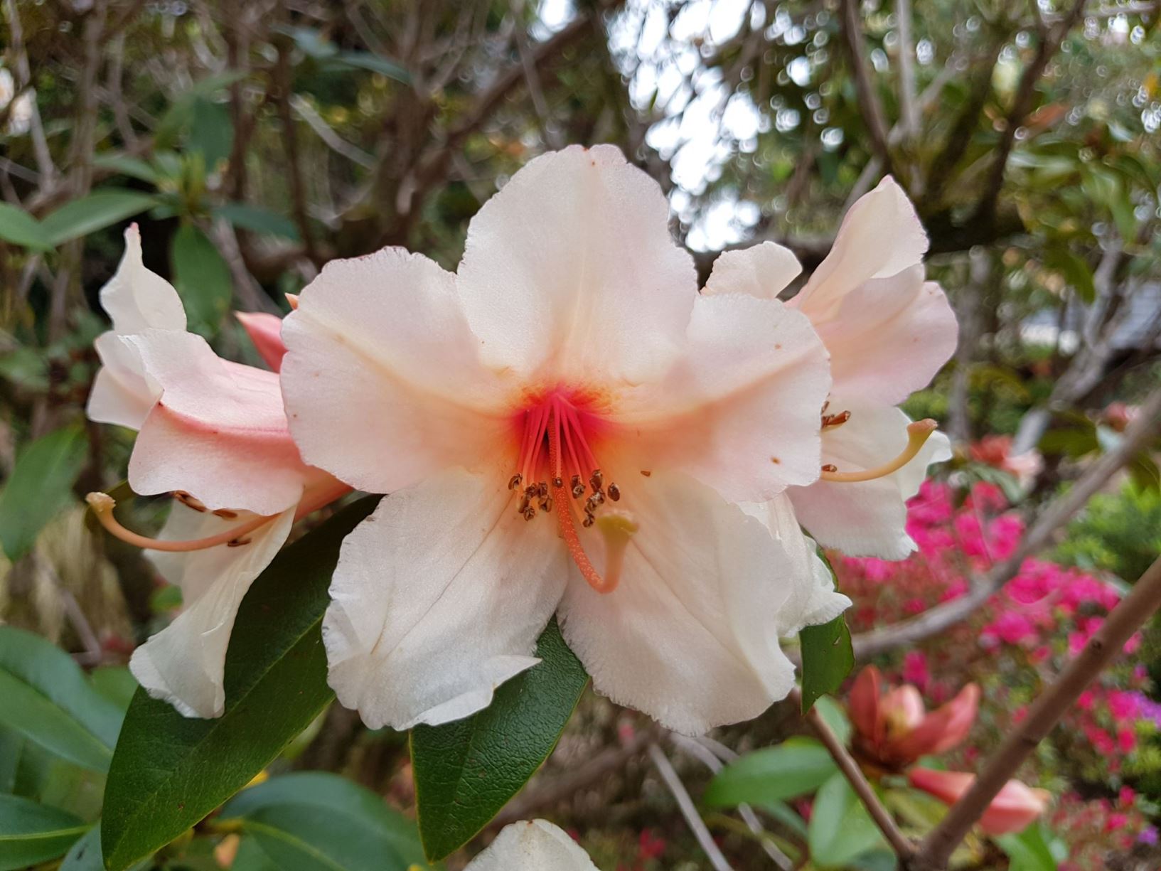 Rhododendron 'Katie'