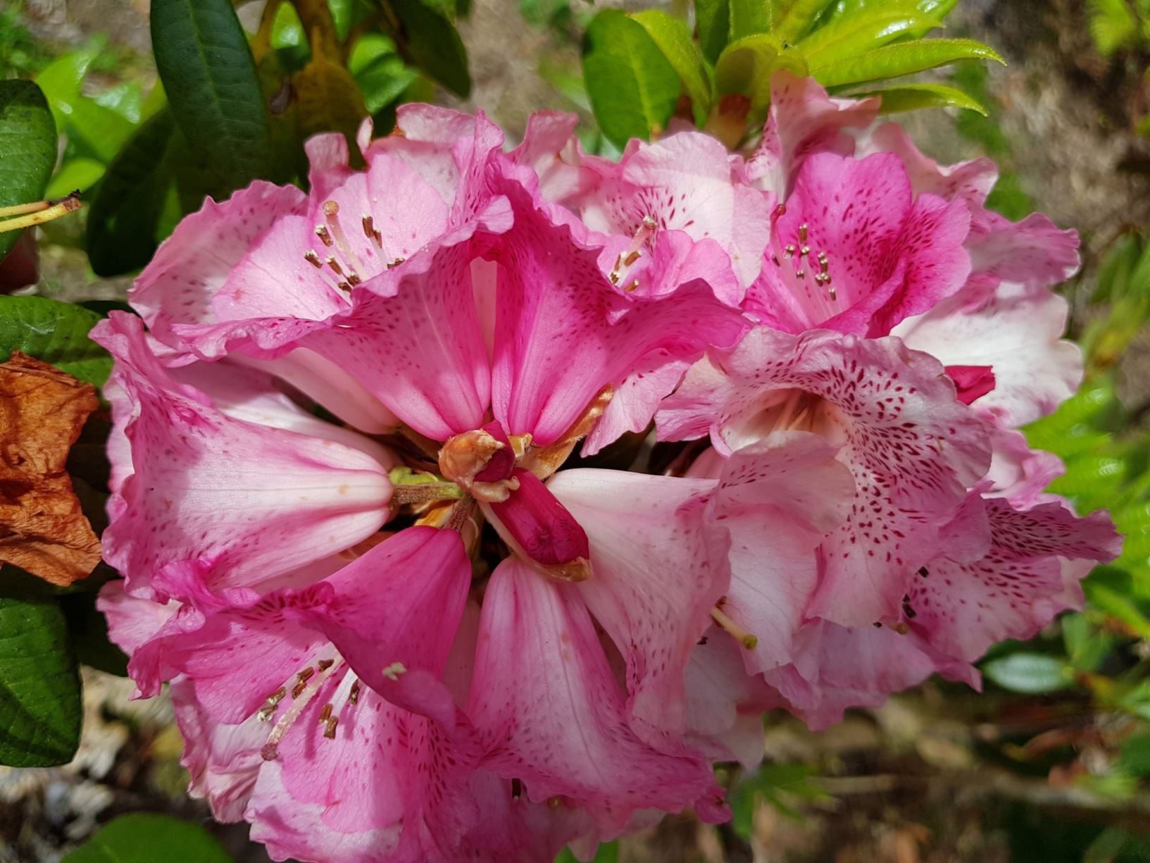 Rhododendron arboreum subsp. delavayi × R. 'Rubicon'