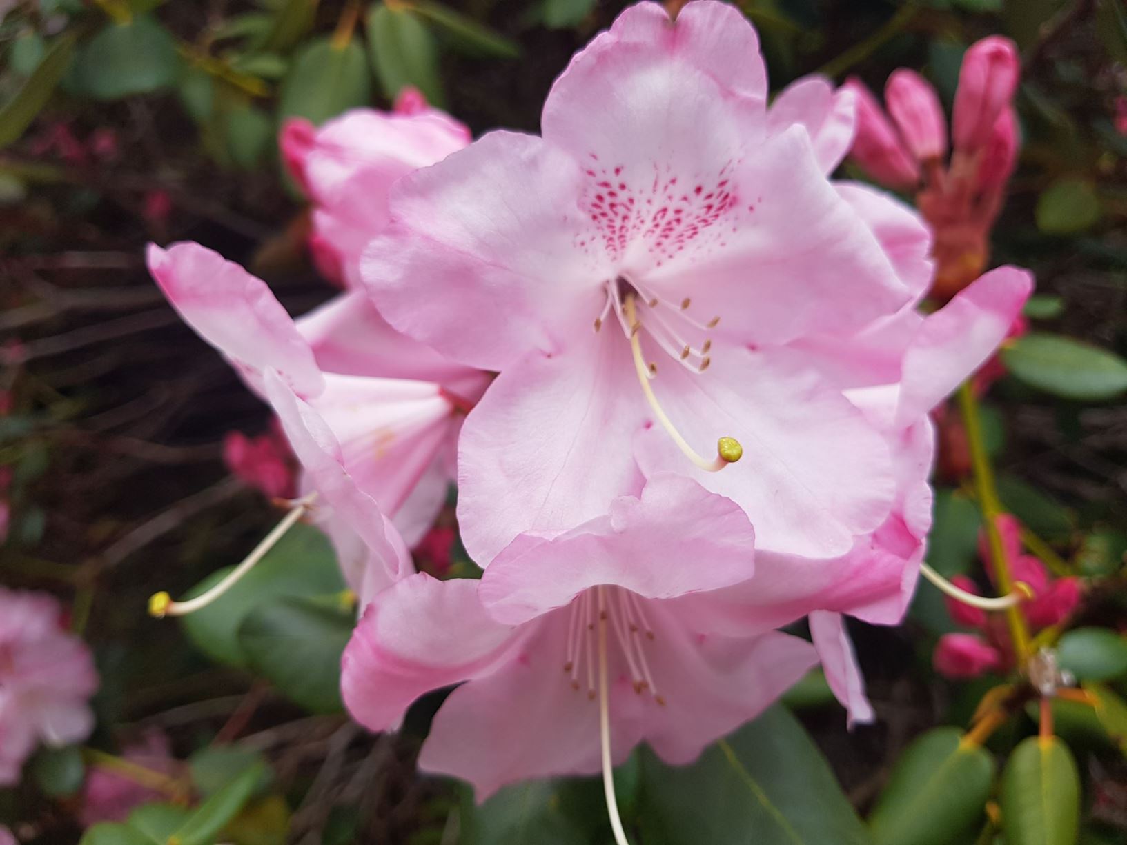 Rhododendron 'Oldenburg'
