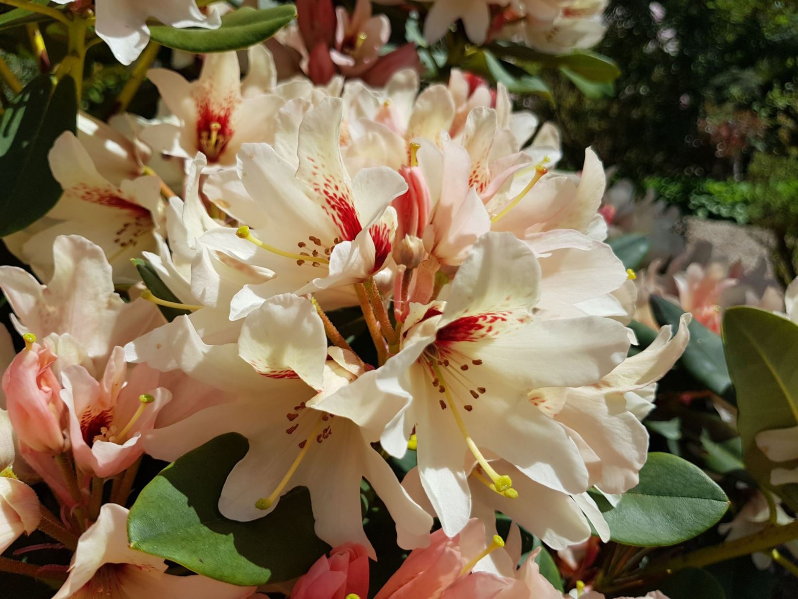 Rhododendron 'Starbright Champagne'