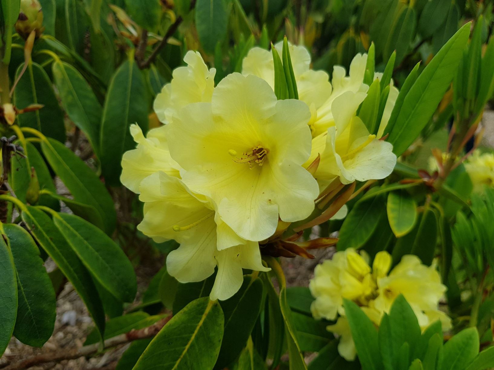 Rhododendron 'Peggy'