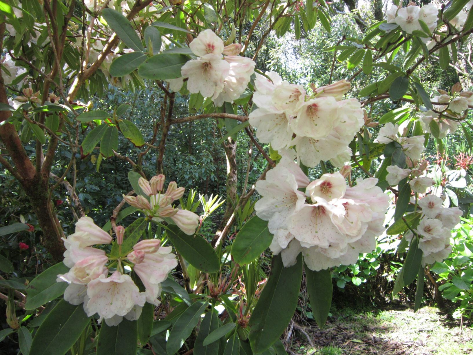 Rhododendron 'Hino-crimson' (Azalea)