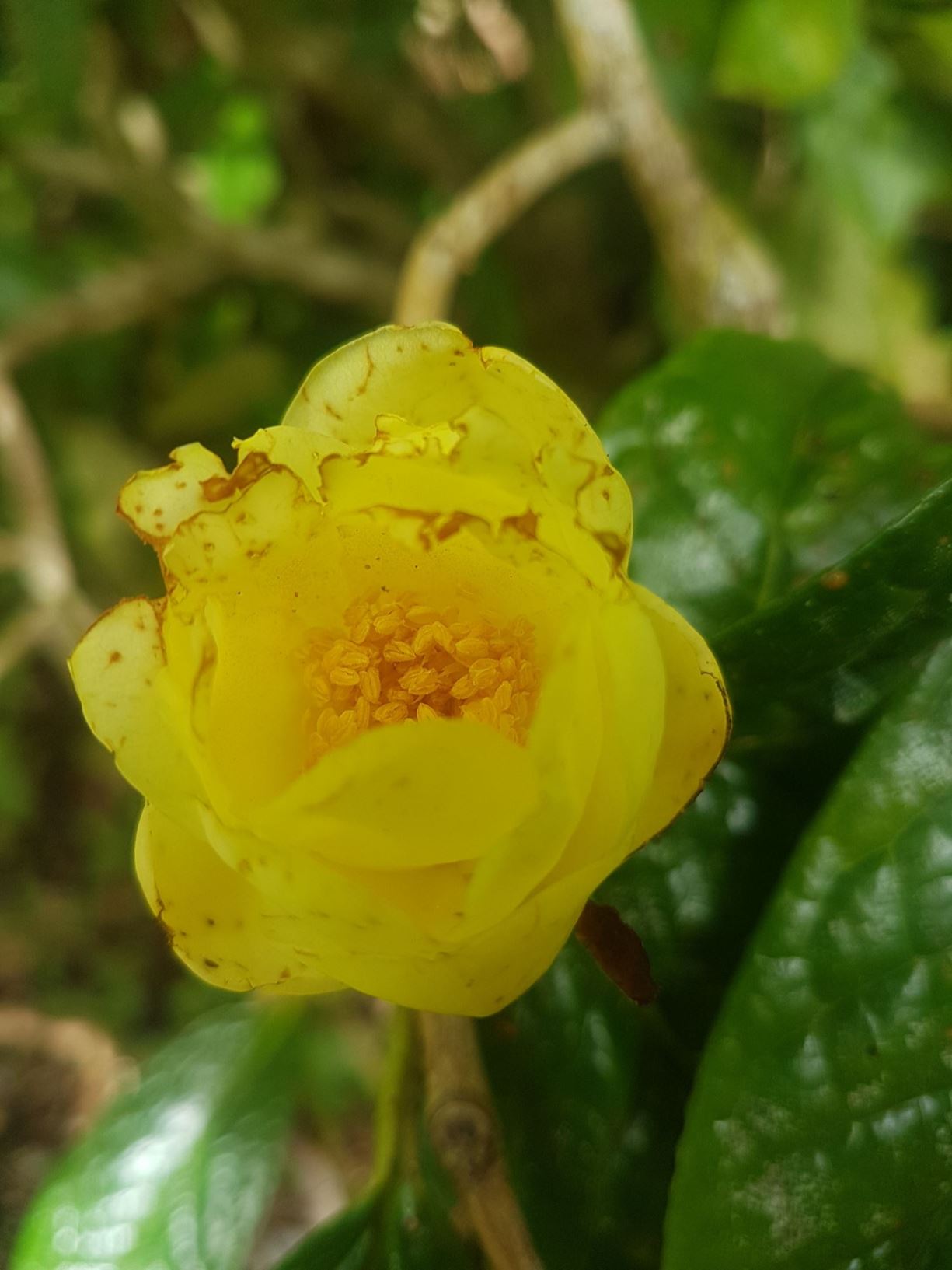 Camellia impressinervis