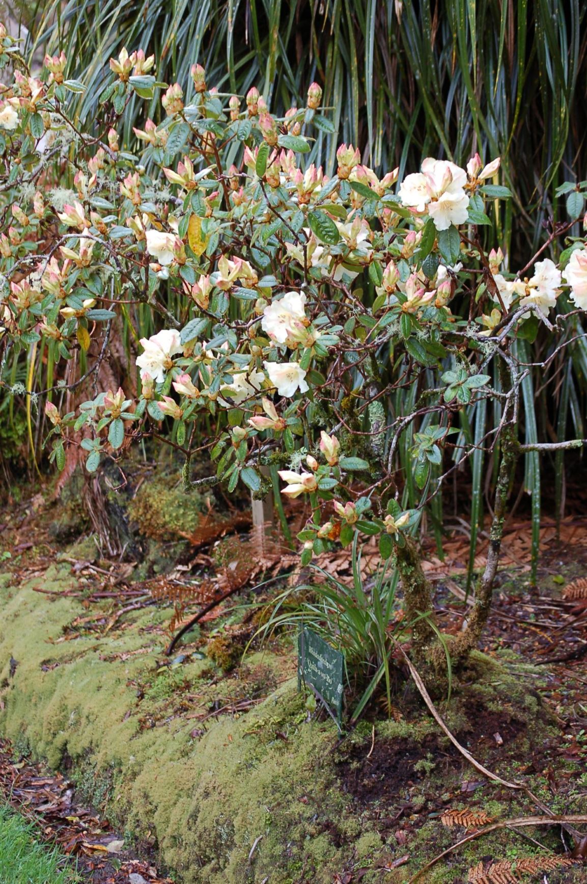 Rhododendron 'Quala-a-wa-loo'