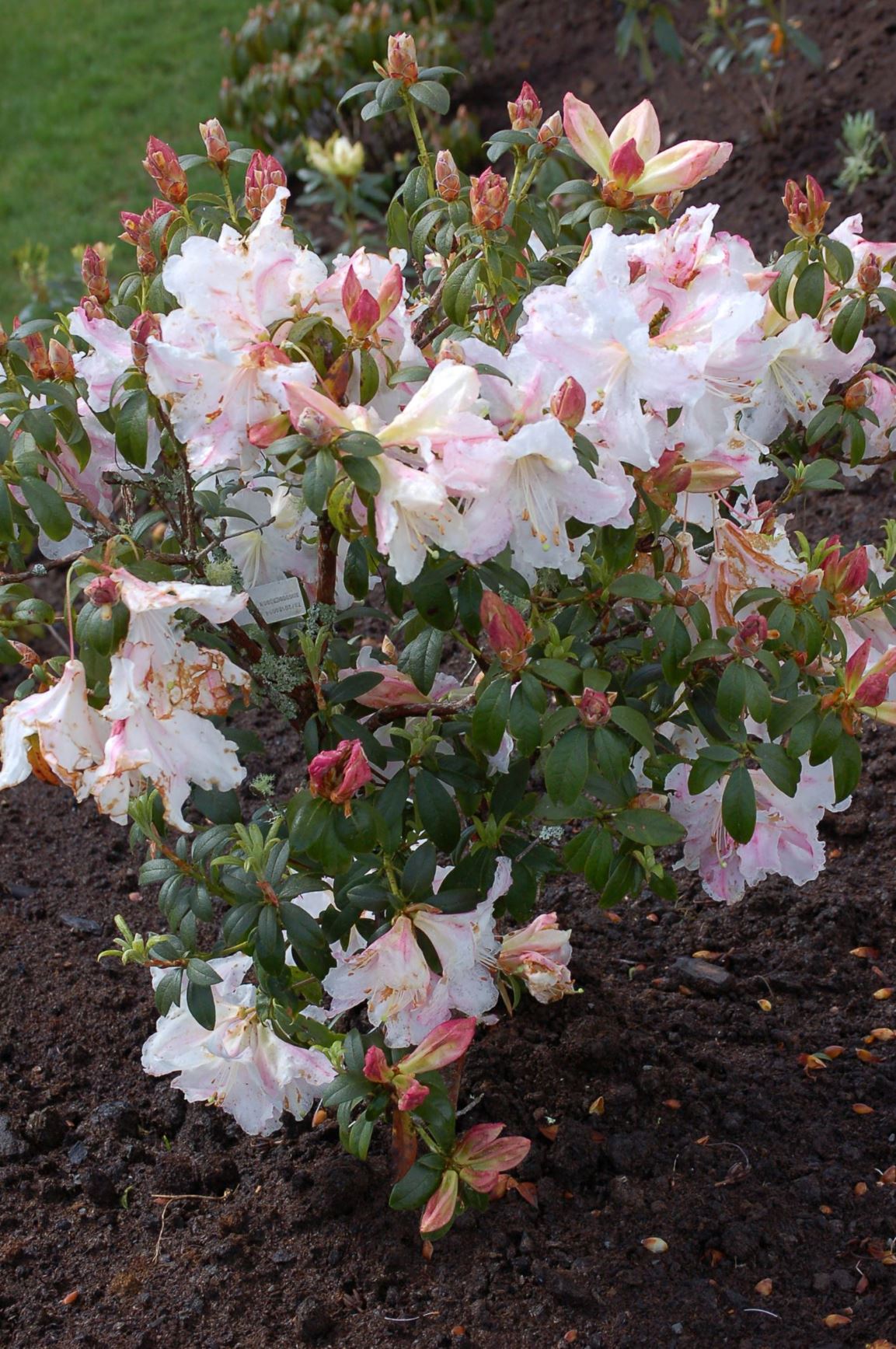 Rhododendron lyi