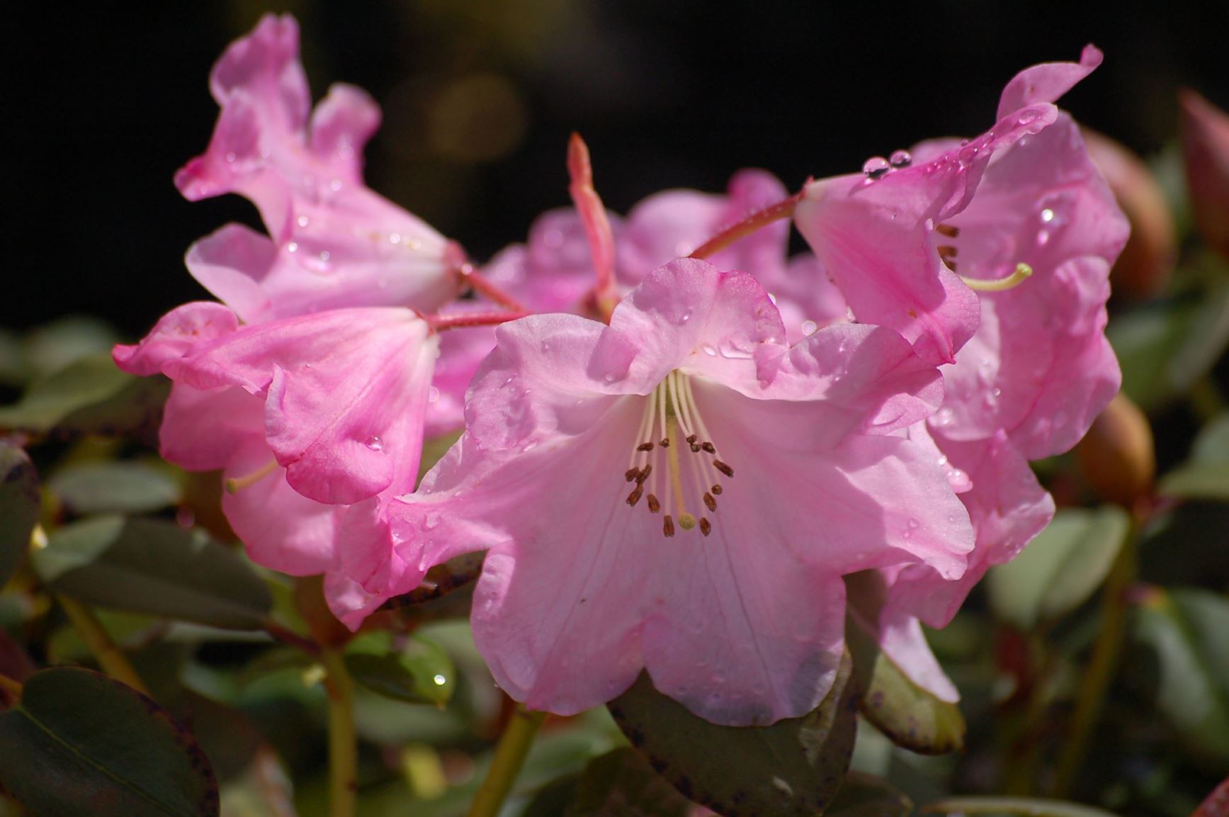 Rhododendron 'Maureen'