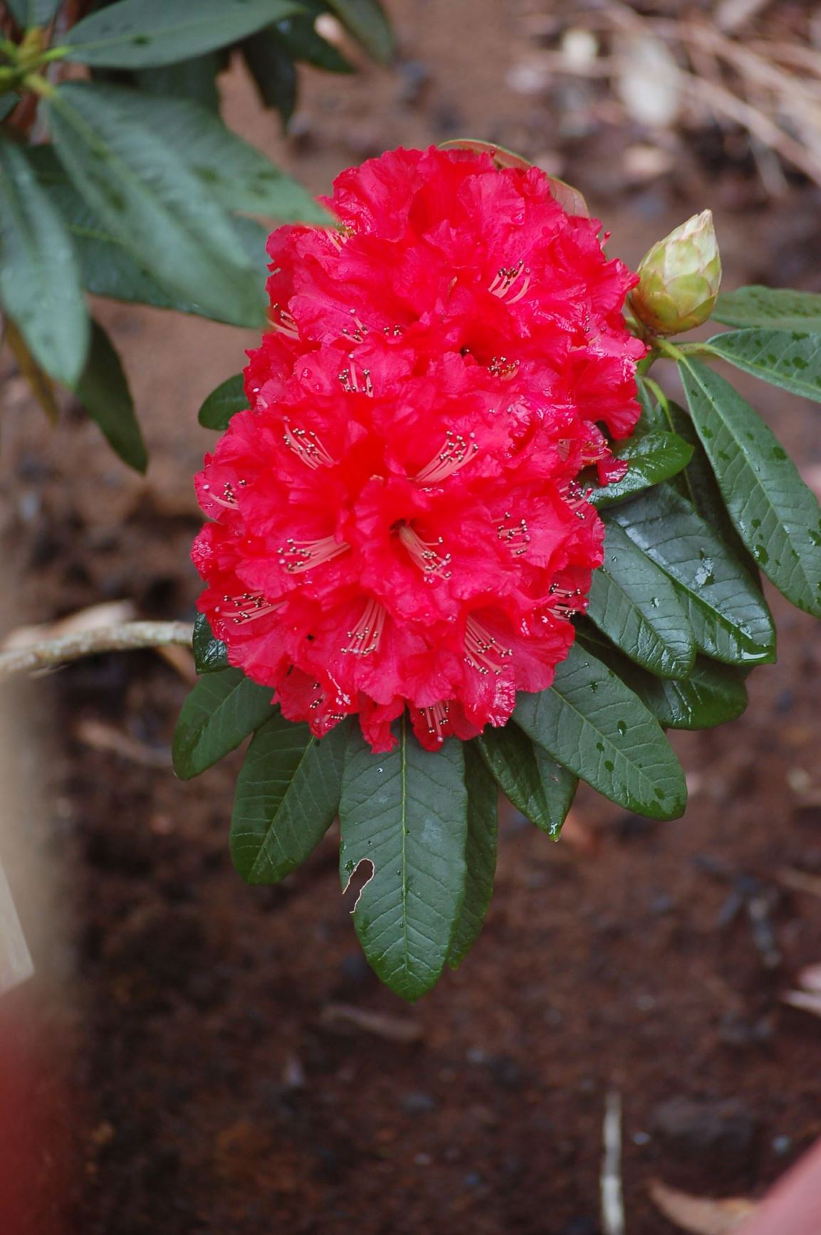 Rhododendron 'Sir Edmund Hillary'