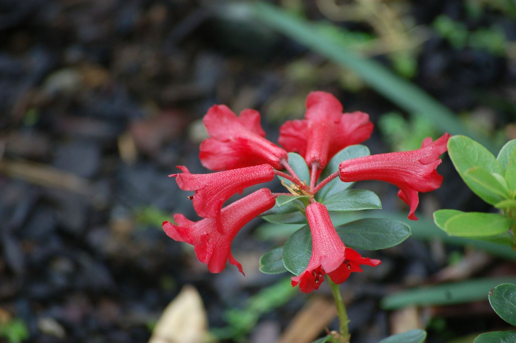 Rhododendron commonae [Schick's Red Form] (Vireya)