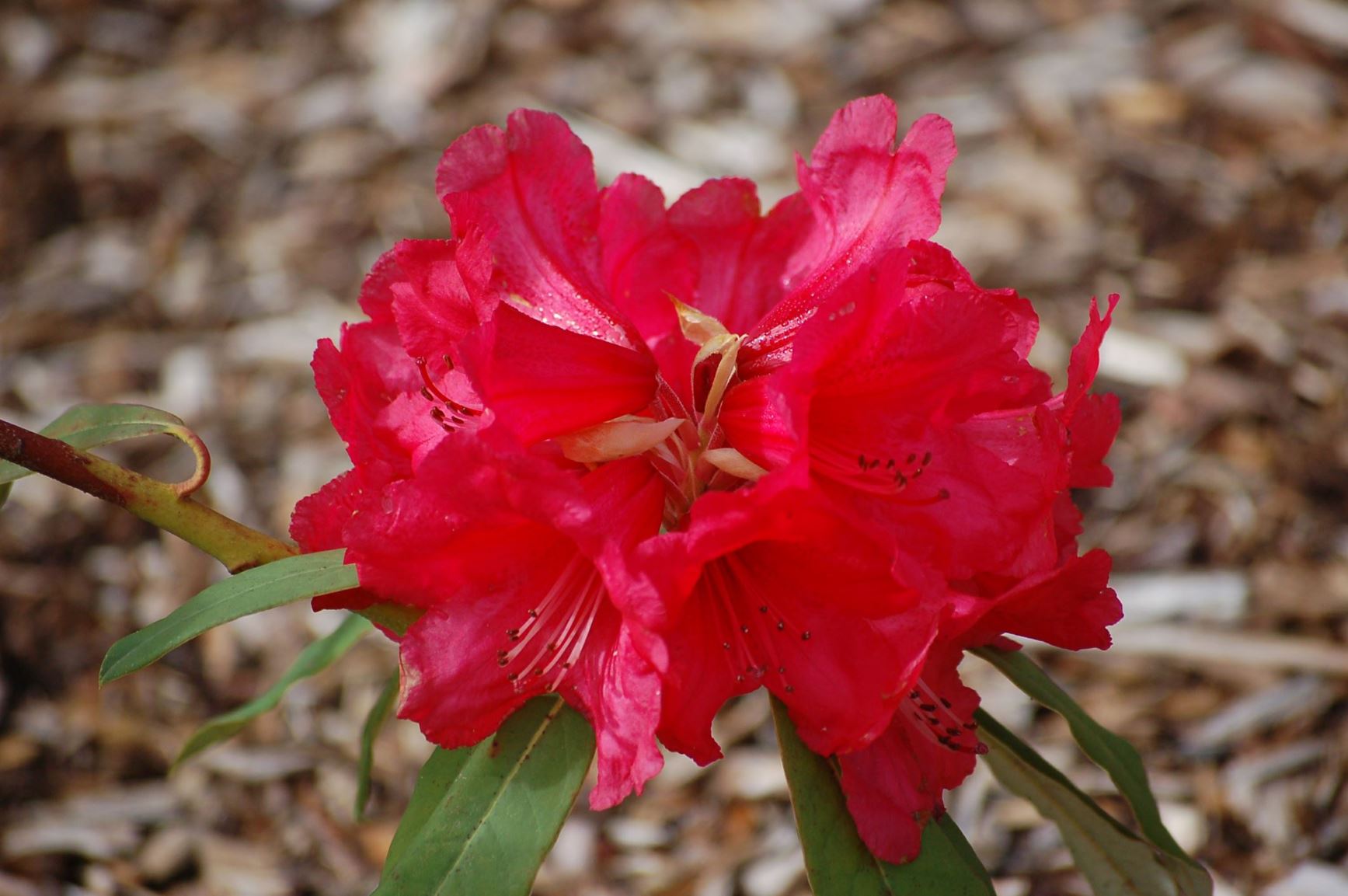 Rhododendron arboreum × R. griersonianum