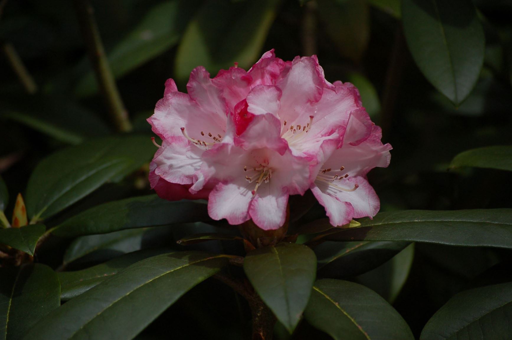 Rhododendron 'Hazel'