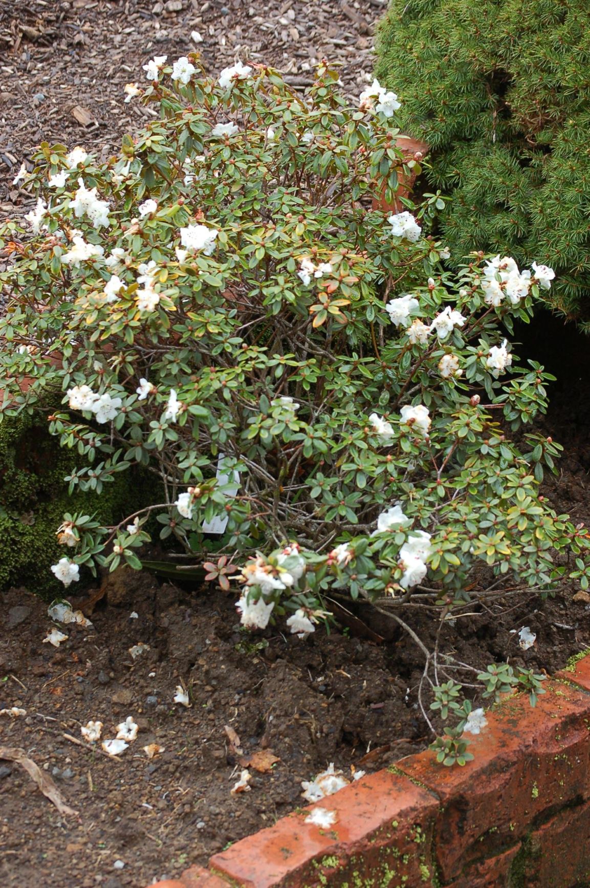 Rhododendron hanceanum f. nanum