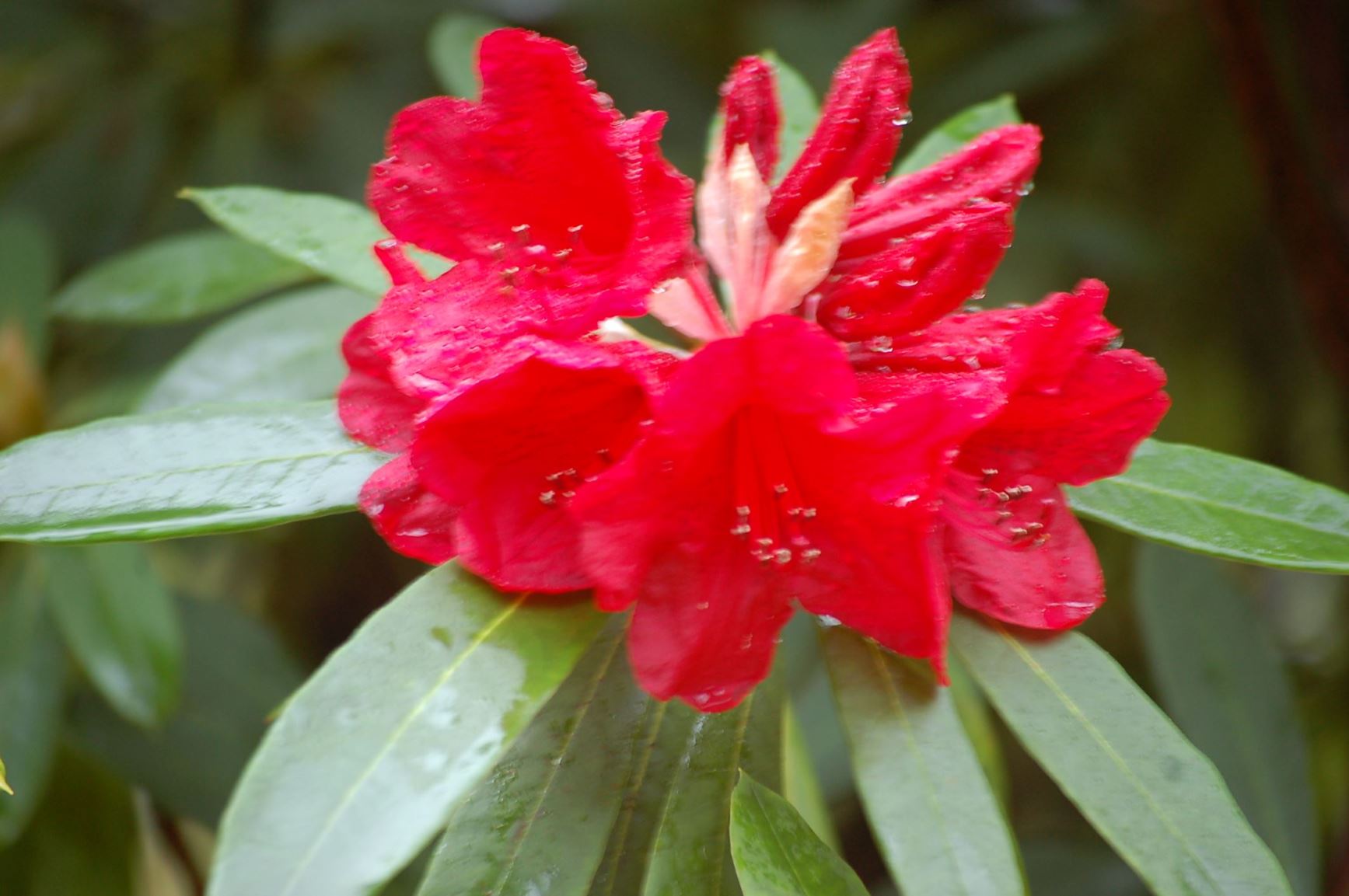 Rhododendron 'Everglow'
