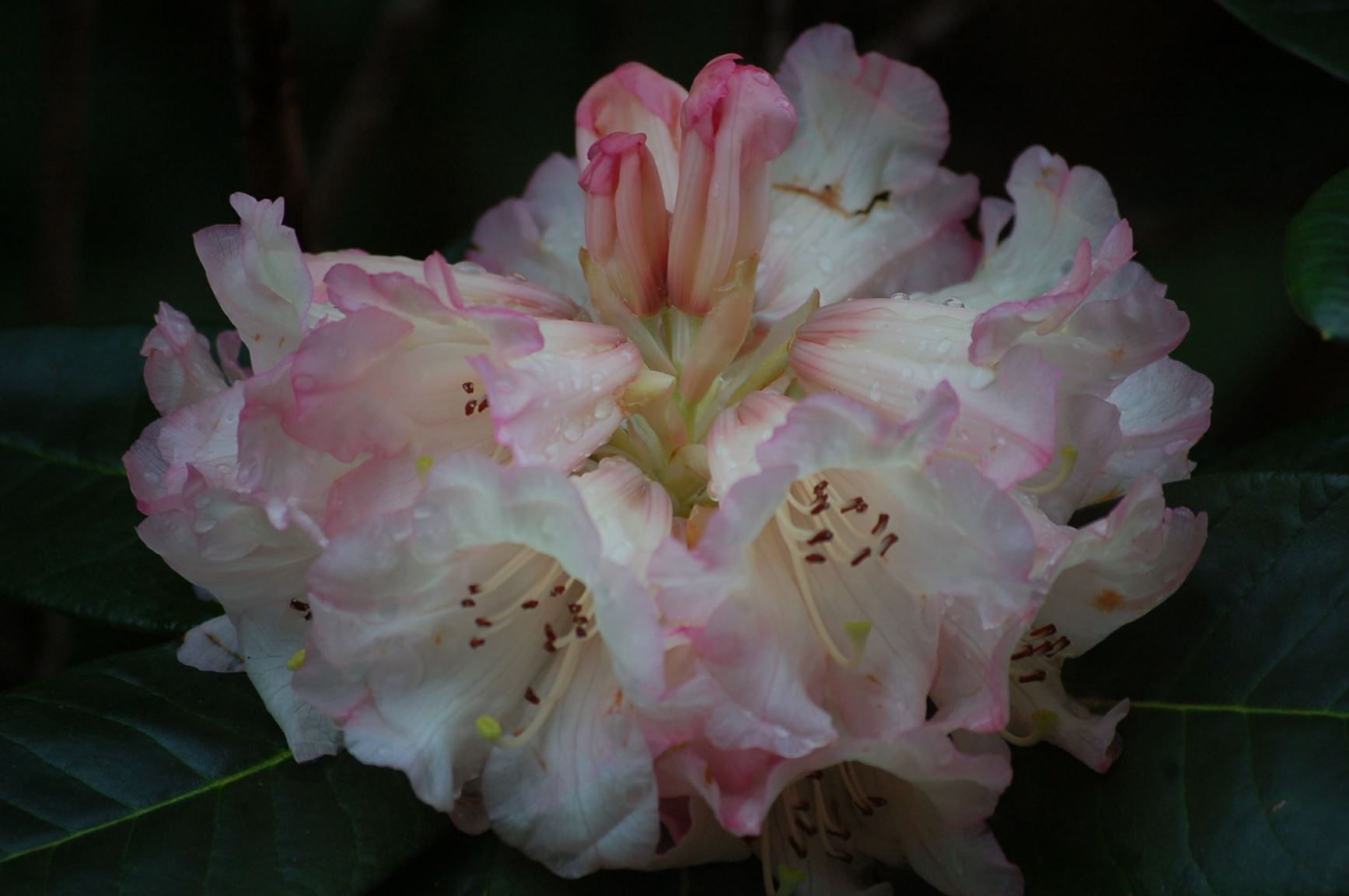 Rhododendron 'Jeanne Church'