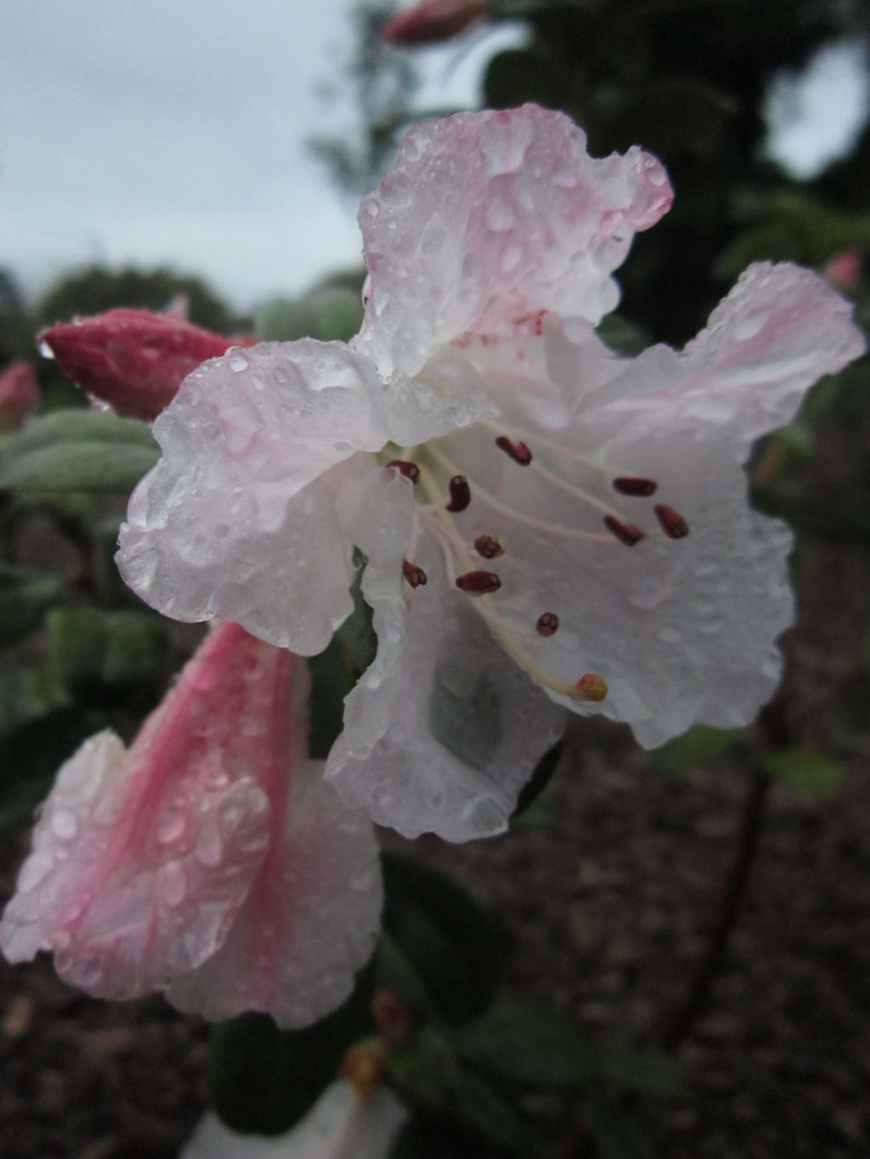 Rhododendron 'My Pretty One'