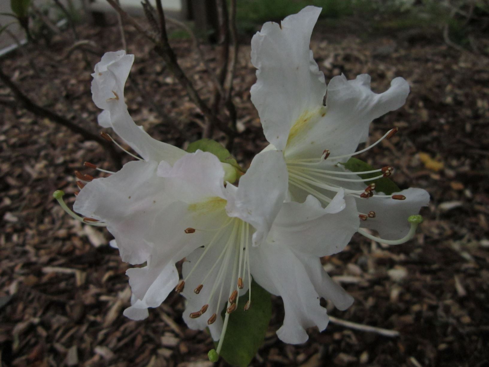Rhododendron 'Laerdal'
