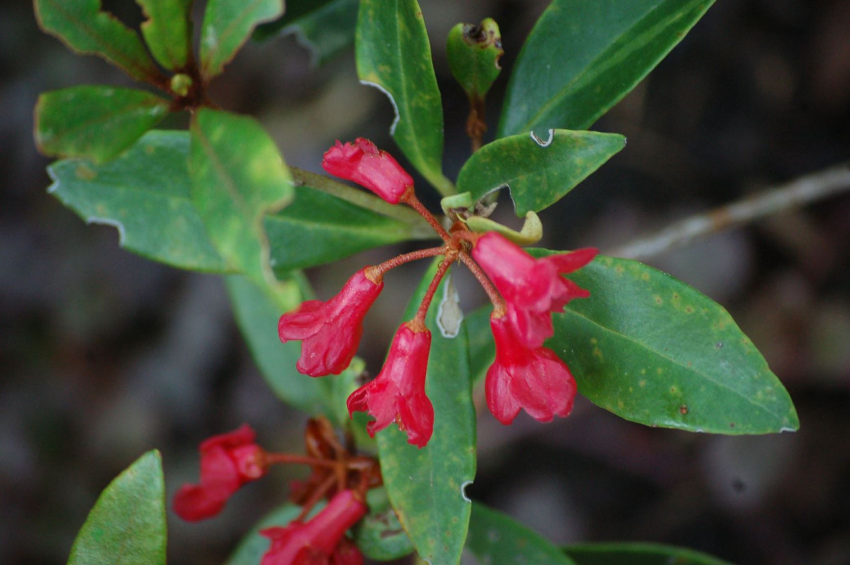 Rhododendron pubigermen (Vireya)